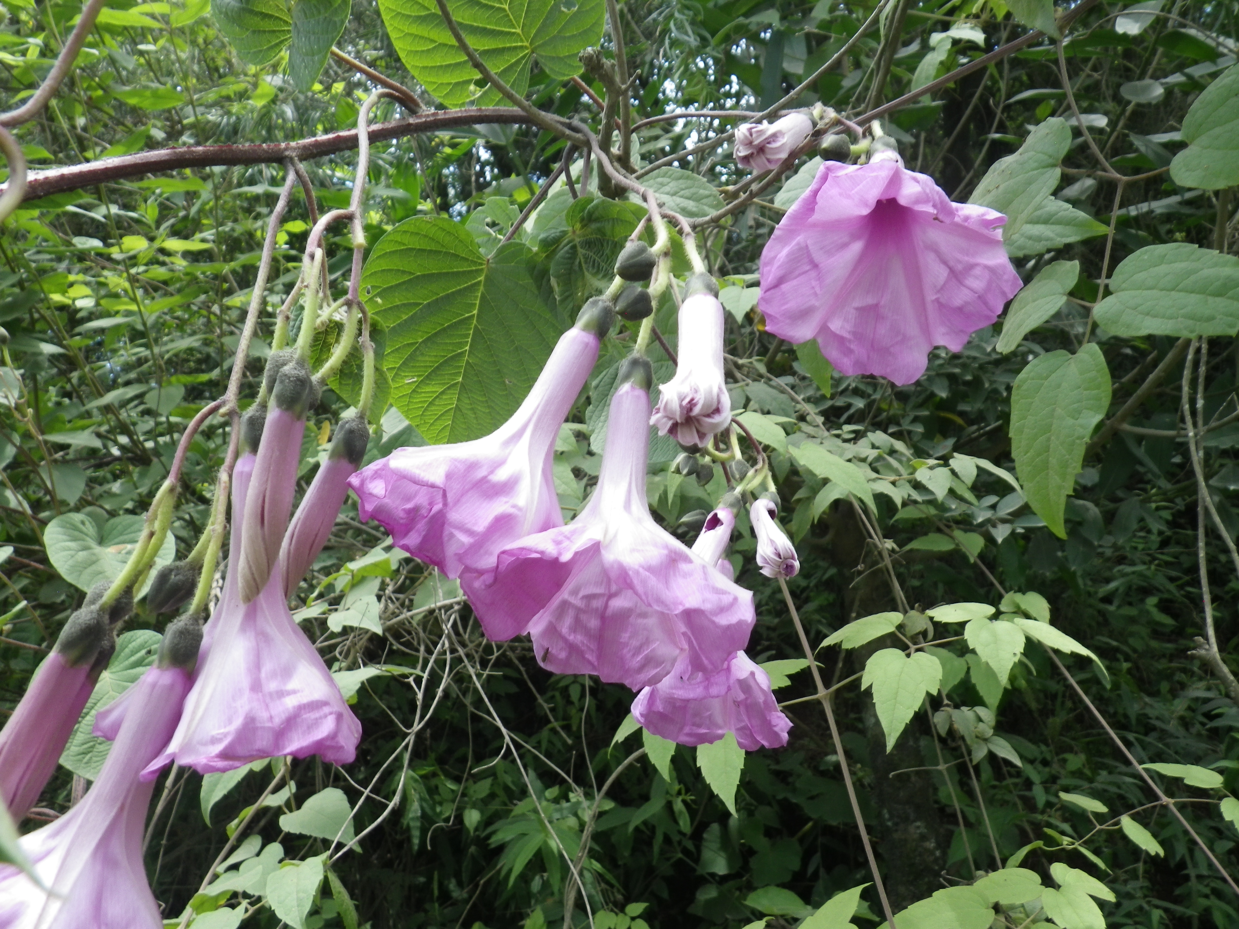 Ipomoea spinulifera © John R.I. Wood