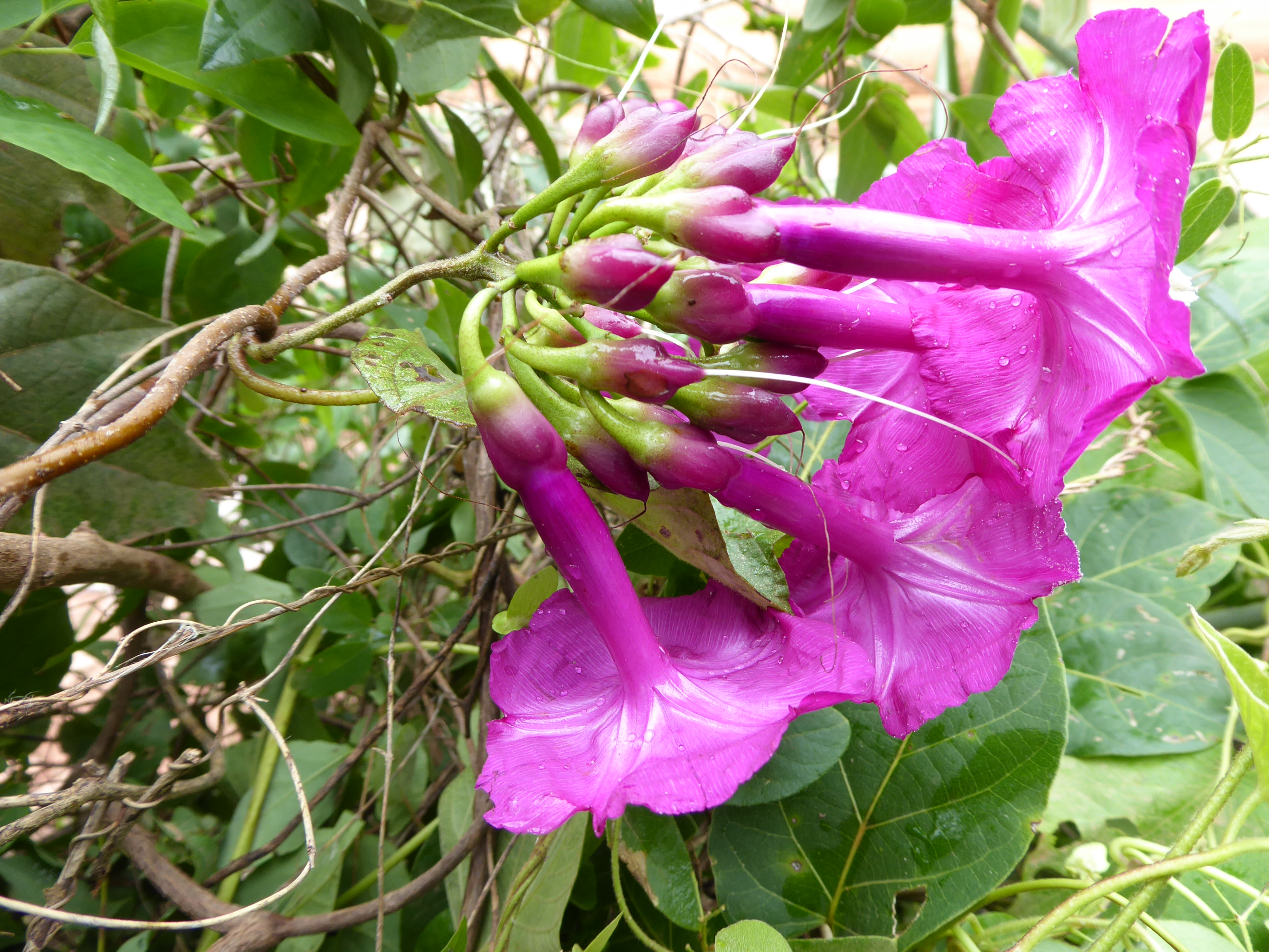 Ipomoea exserta © Maira Martinez