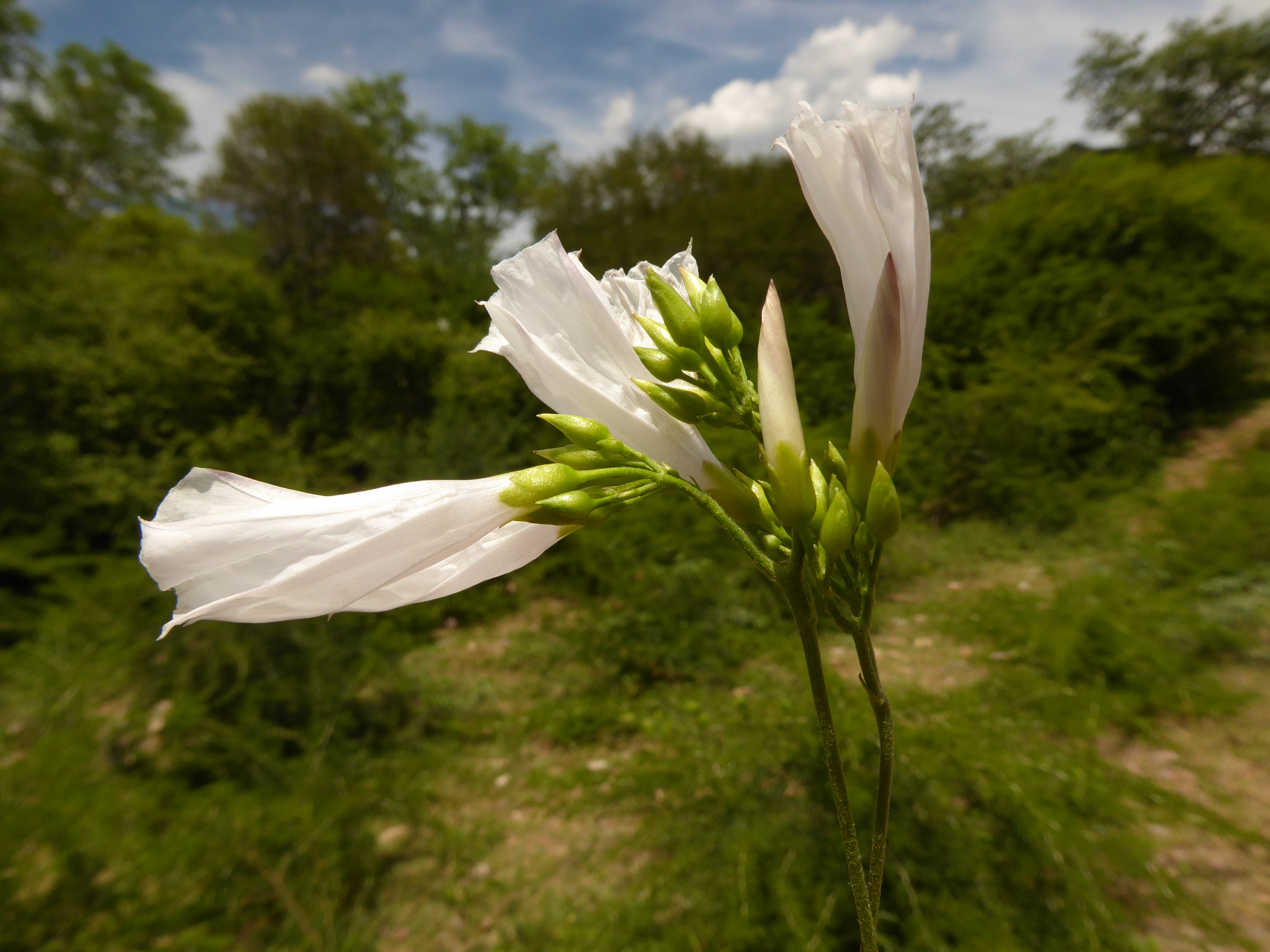 Jacquemontia mairae © Trustees RBG Kew/Maira Martinez