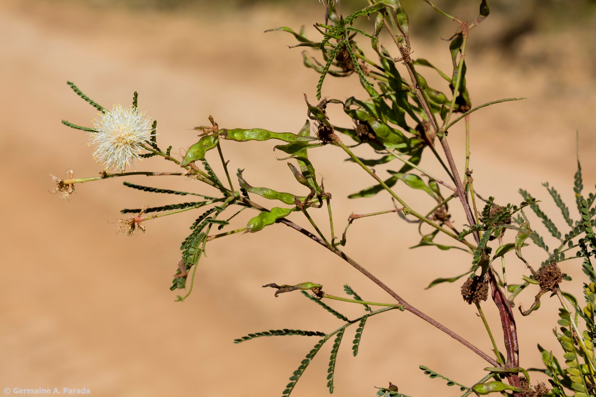 Mimosa lepidota © Alexander Parada