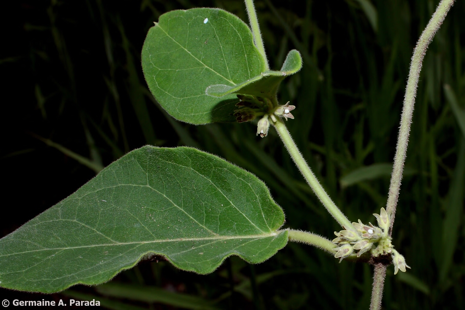 Oxypetalum fuscum © Alexander Parada