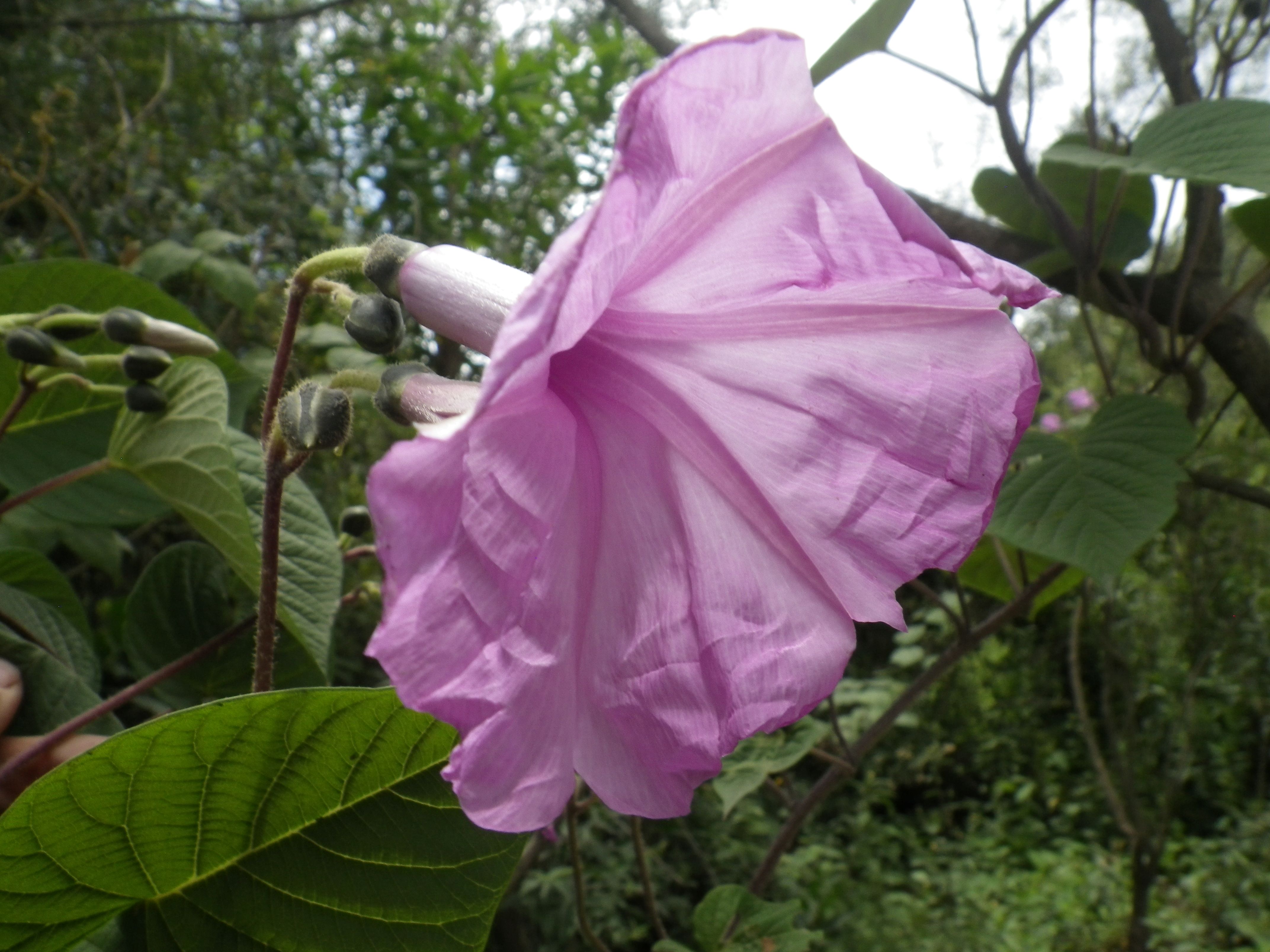 Ipomoea spinulifera © John R.I. Wood