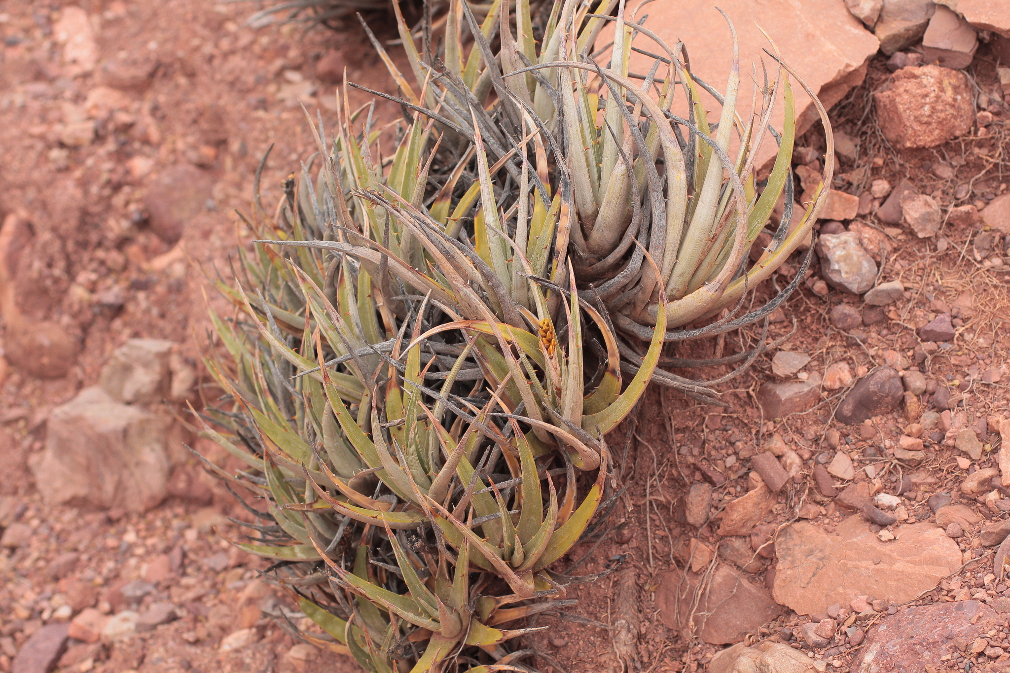 Deuterocohnia strobilifera © Alexander Parada