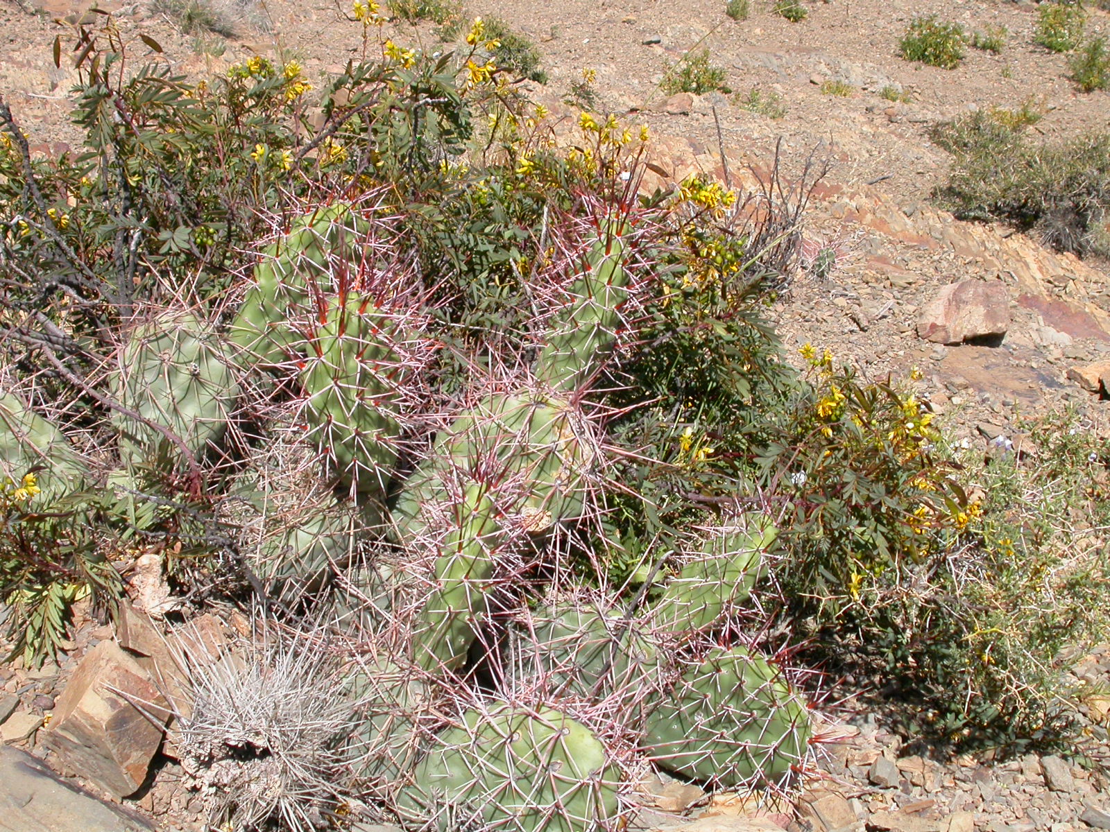 Opuntia sulphurea © Margoth Atahuachi