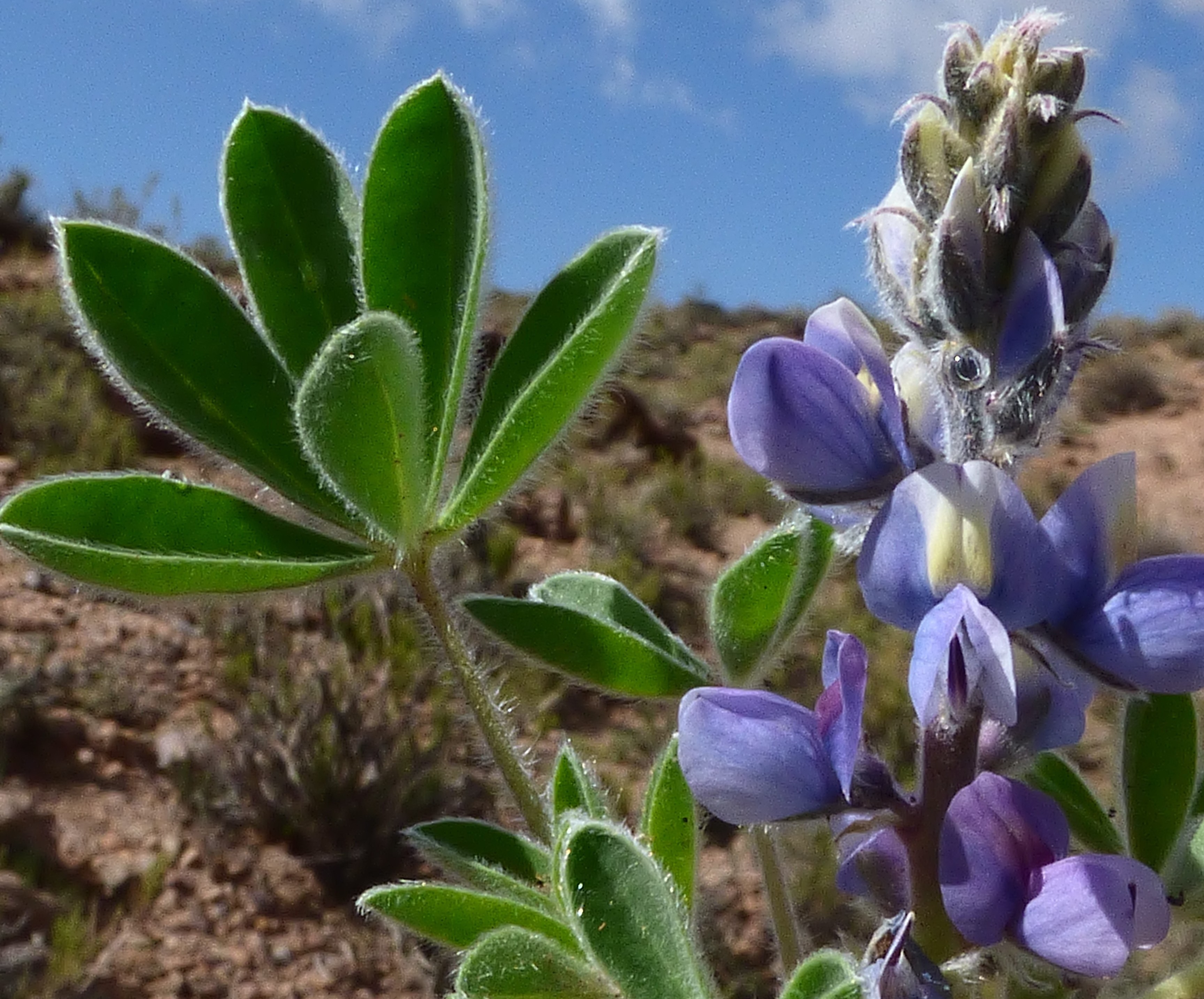 Lupinus otto-kuntzeanus © Trustees RBG Kew/Maira Martinez