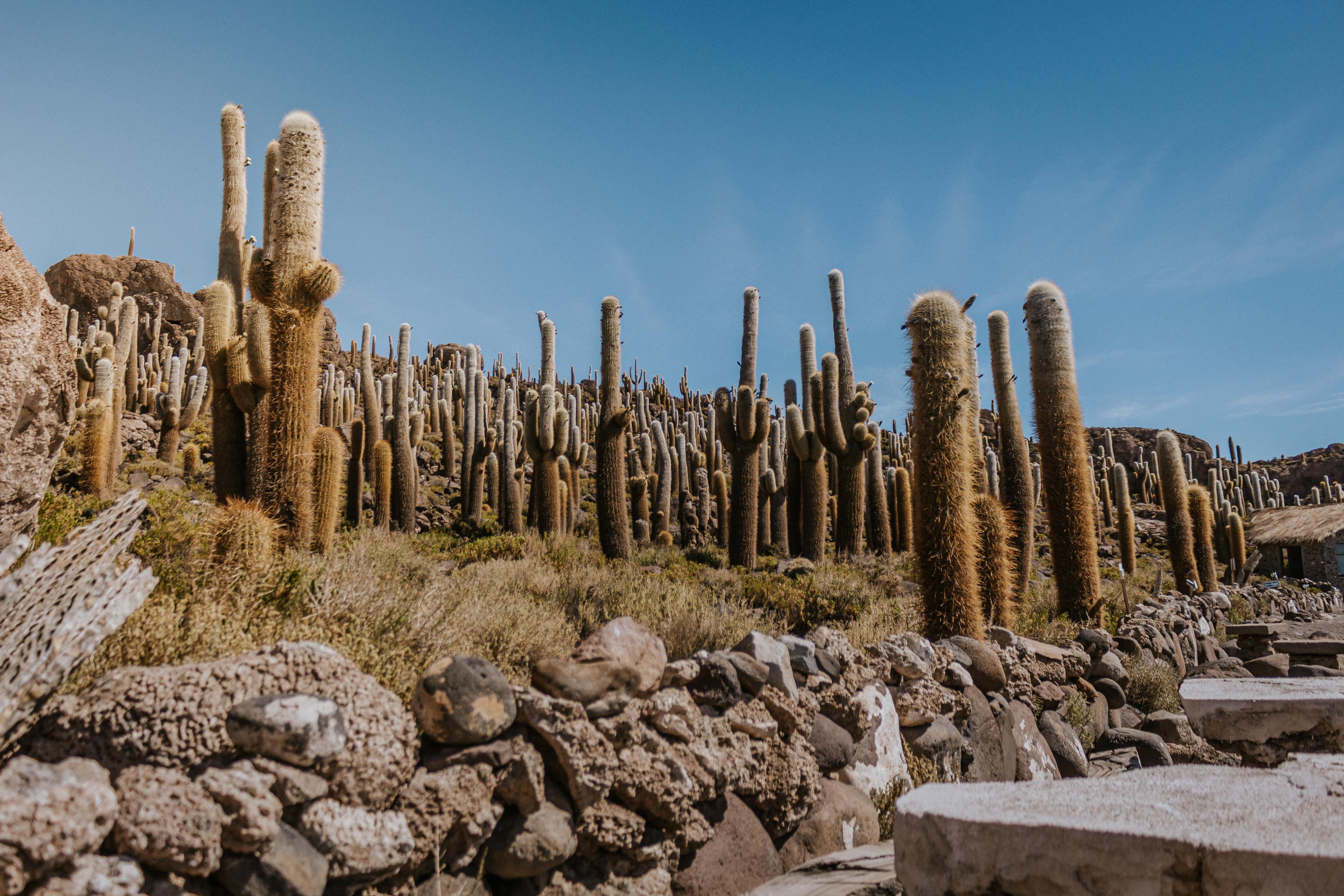 Vegetación aledaña del Salar de Uyuni © Daniel Aguilar