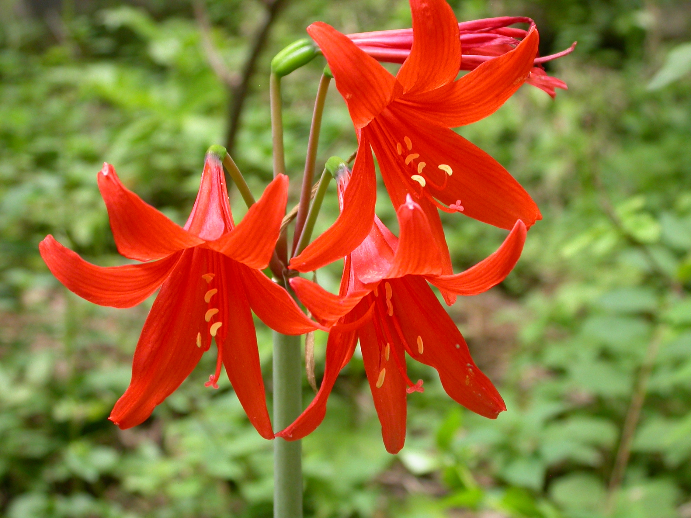 Hippeastrum mollevillquense © Margoth Atahuachi
