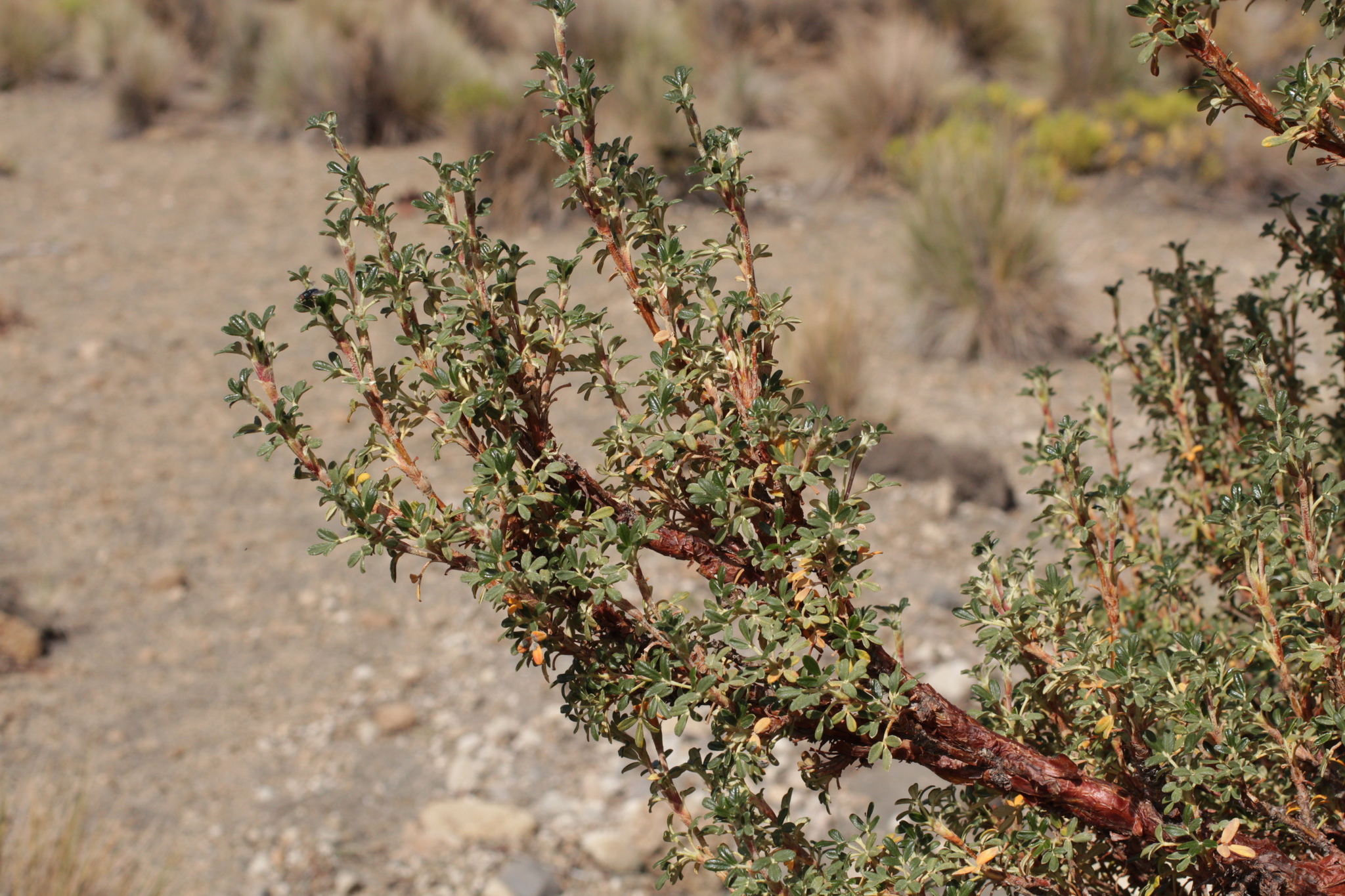 Polylepis tarapacana © Alexander Parada