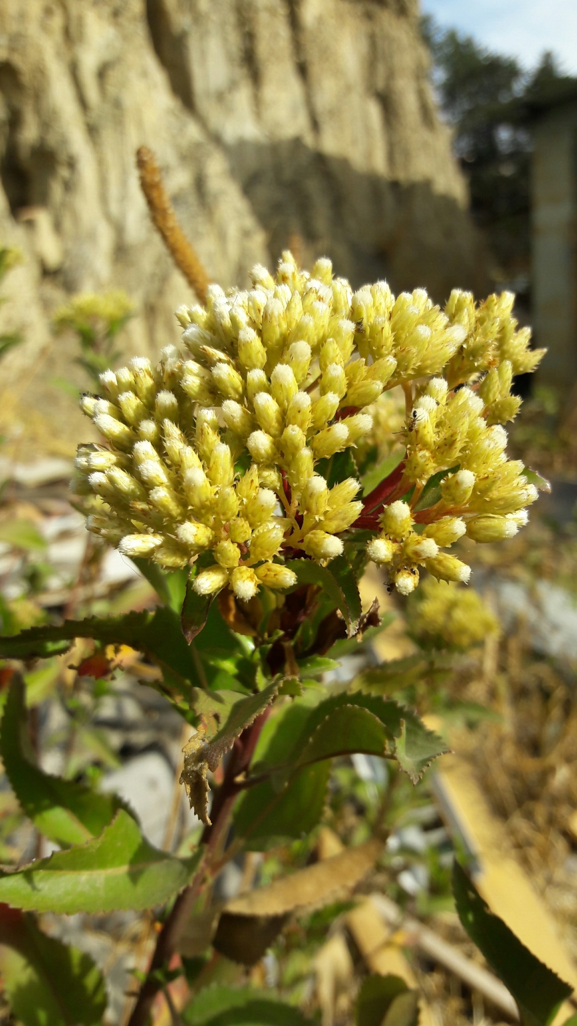 Baccharis latifolia © Rosember Hurtado