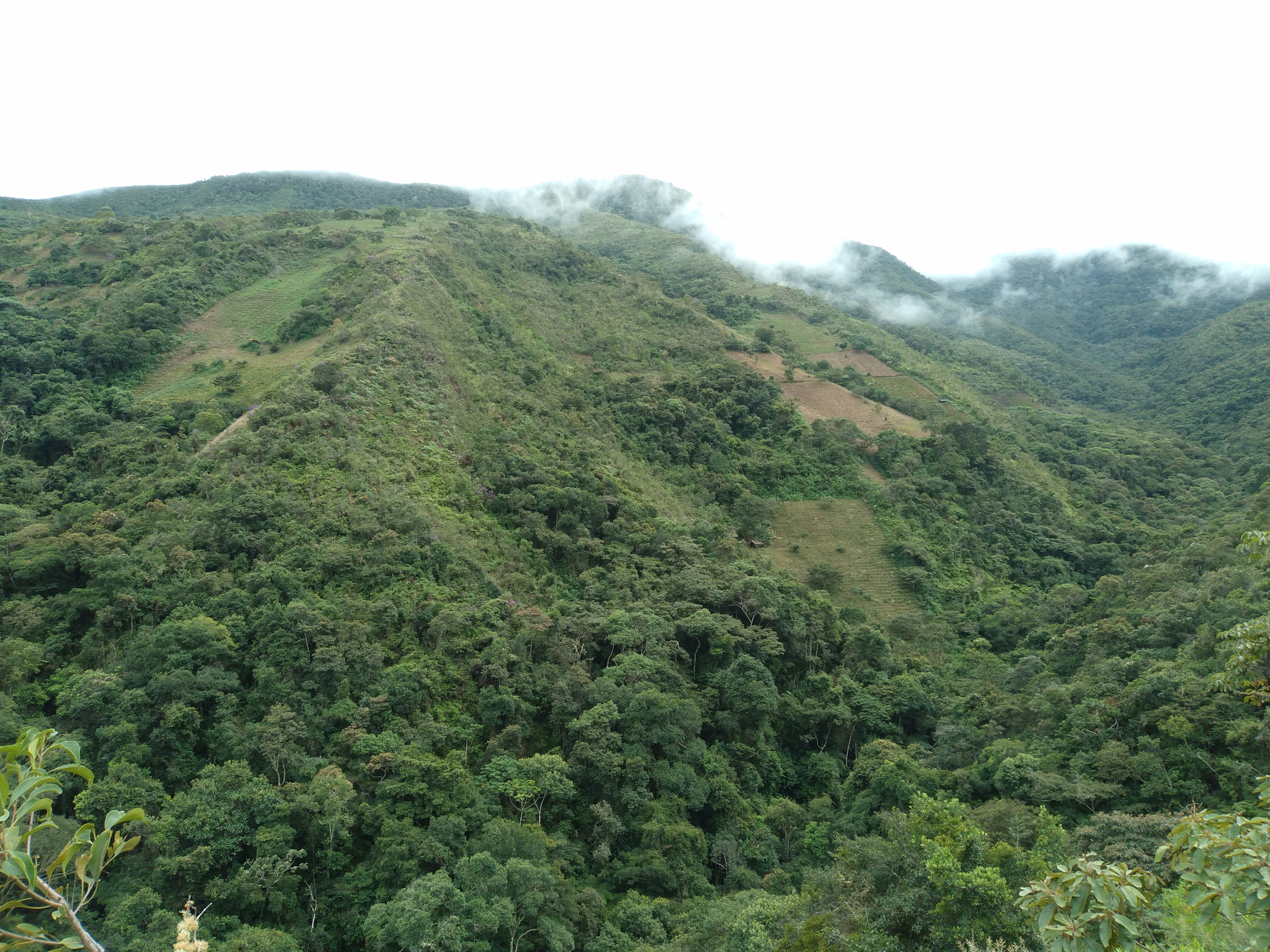 Bosque montano © MBG-Bolivia/Alfredo Fuentes