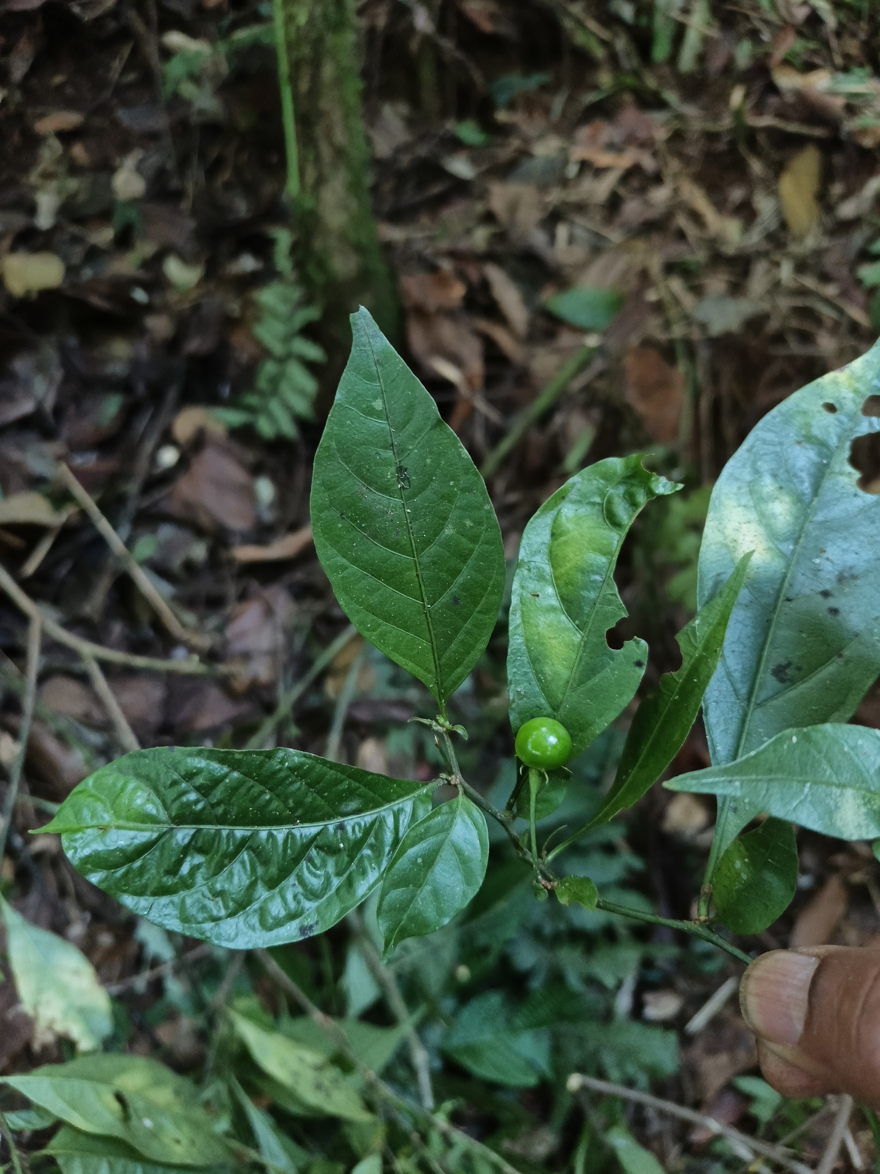 Capsicum ceratocalyx © MBG-Bolivia/Alfredo Fuentes
