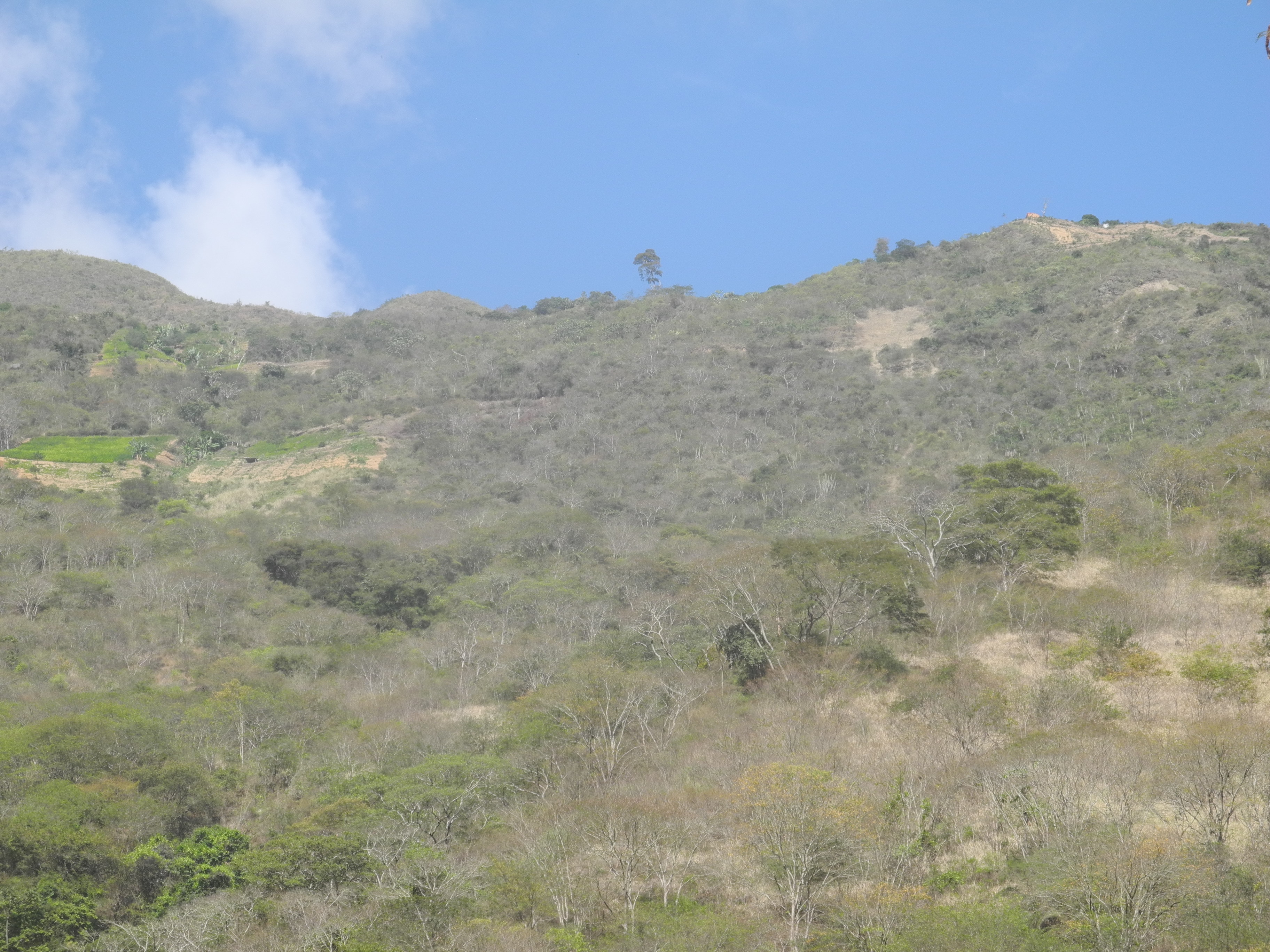 Bosque seco © Freddy Zenteno