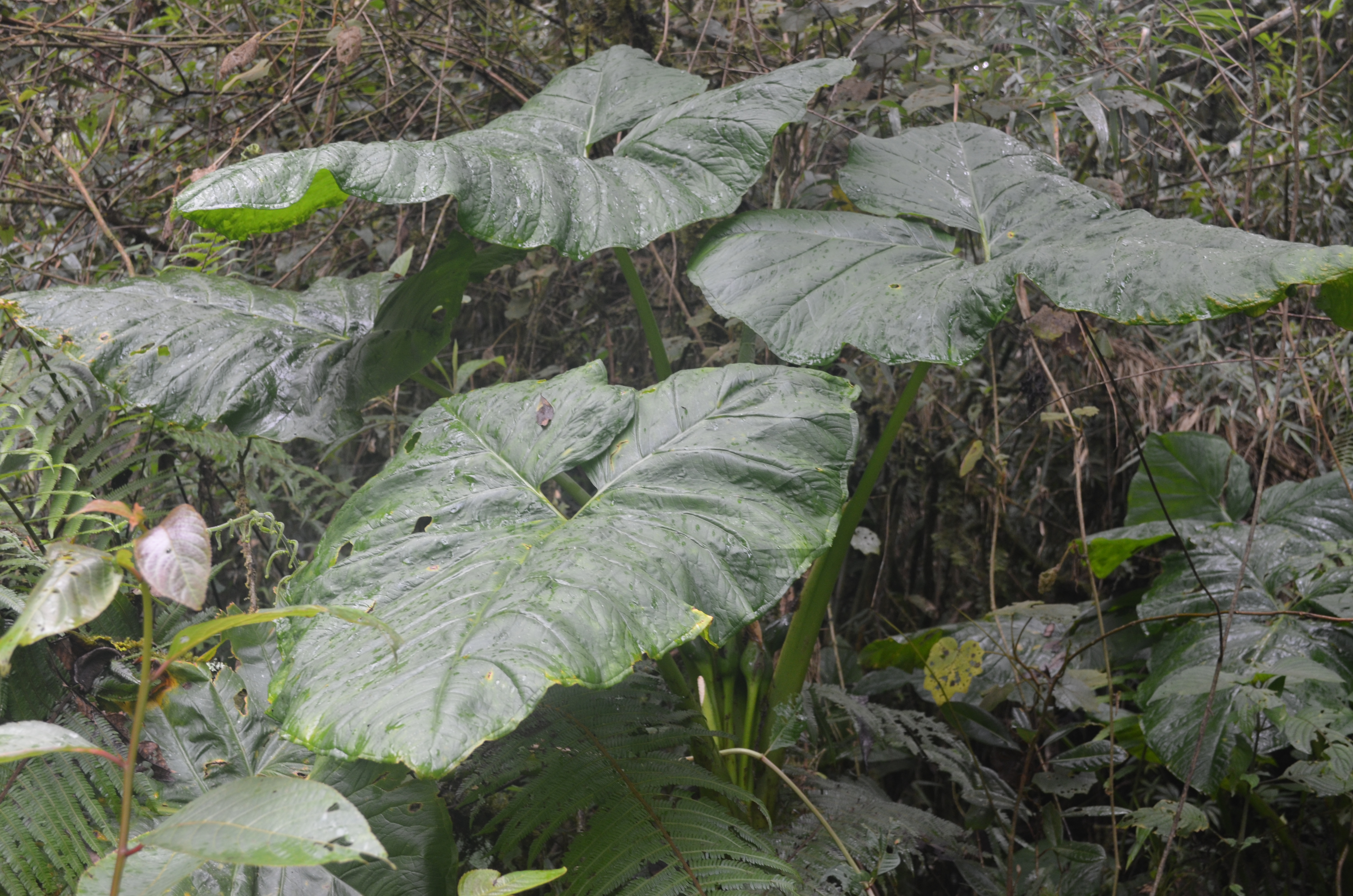 Xanthosoma puberulum © Rosember Hurtado