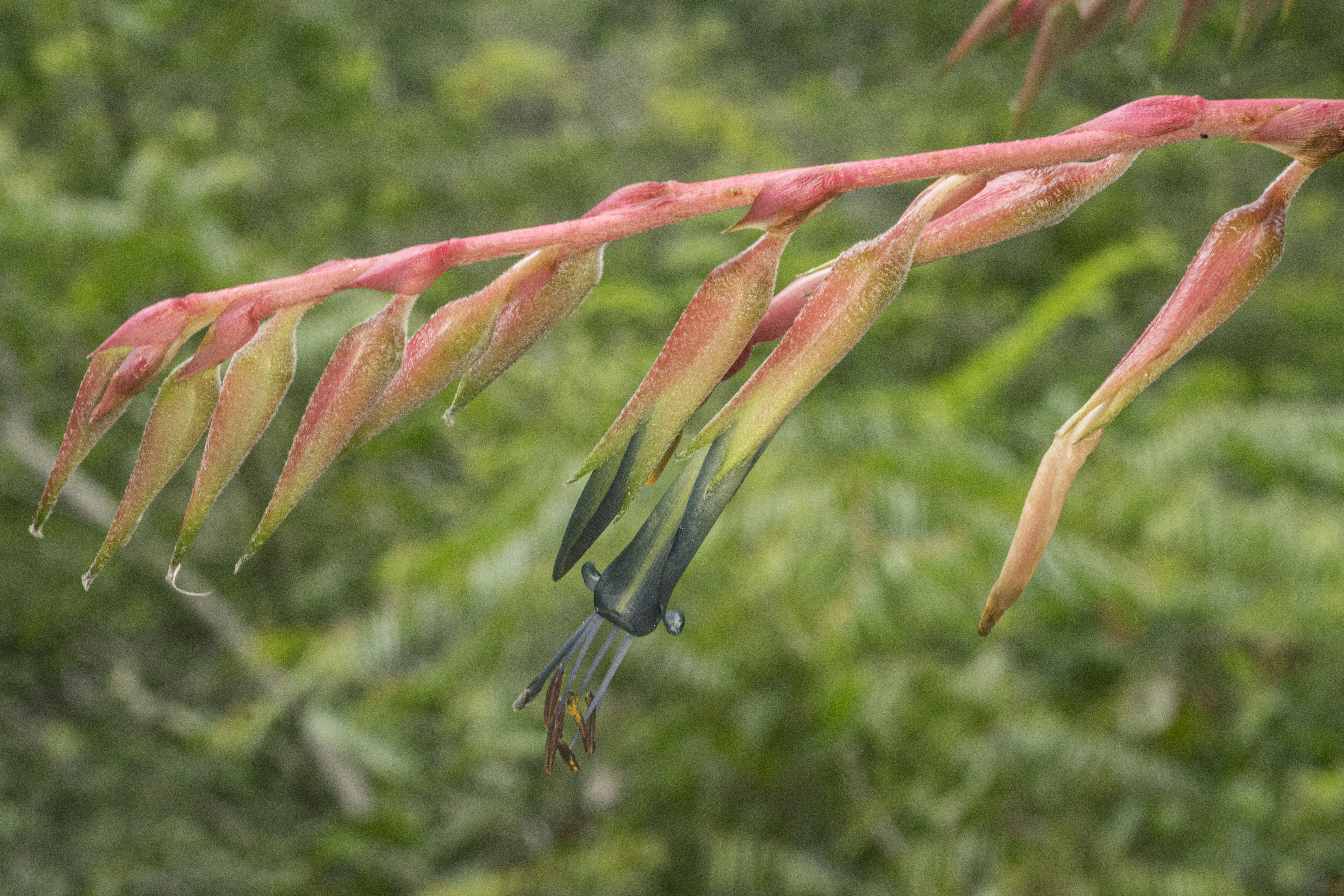 Puya pearcei © MBG-Bolivia/Gustavo Miranda
