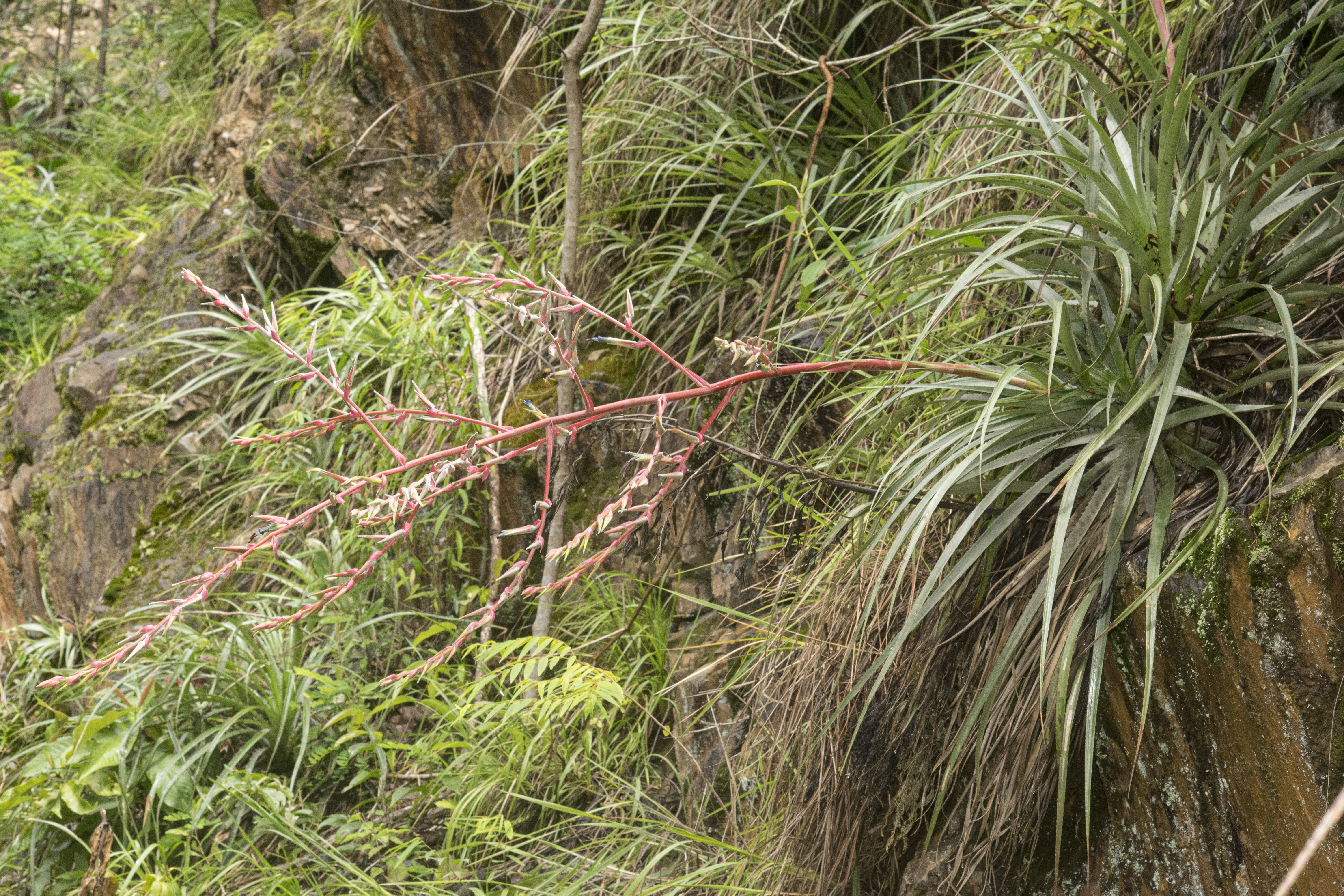 Hábito de Puya pearcei © MBG-Bolivia/Gustavo Miranda