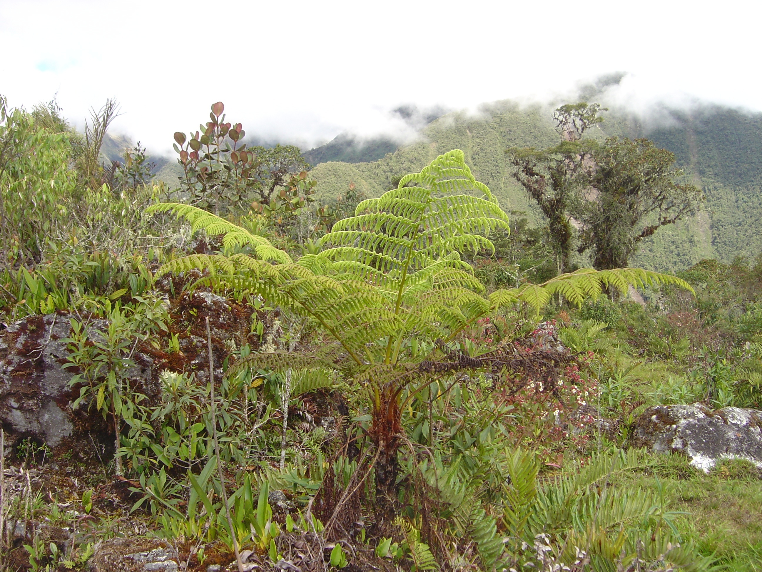 Cyathea bettinae © MBG-Bolivia/Alfredo Fuentes