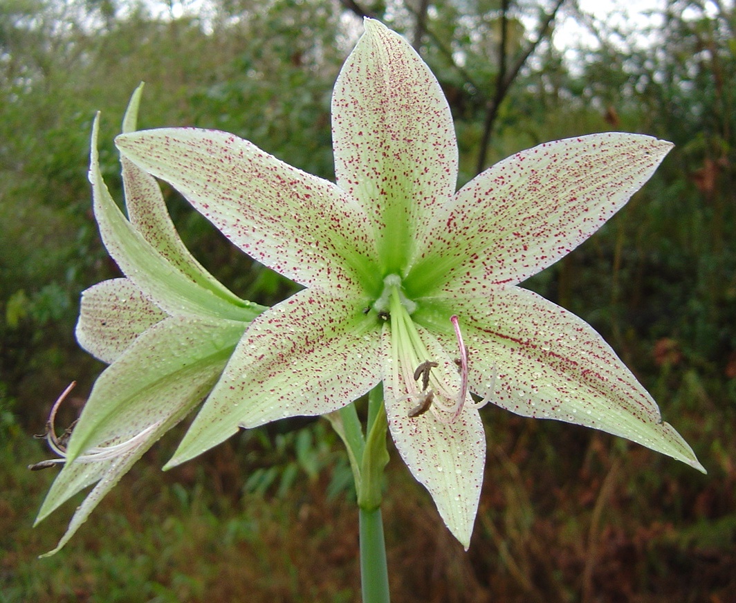 Hippeastrum paquichanum © MBG-Bolivia/Alfredo Fuentes