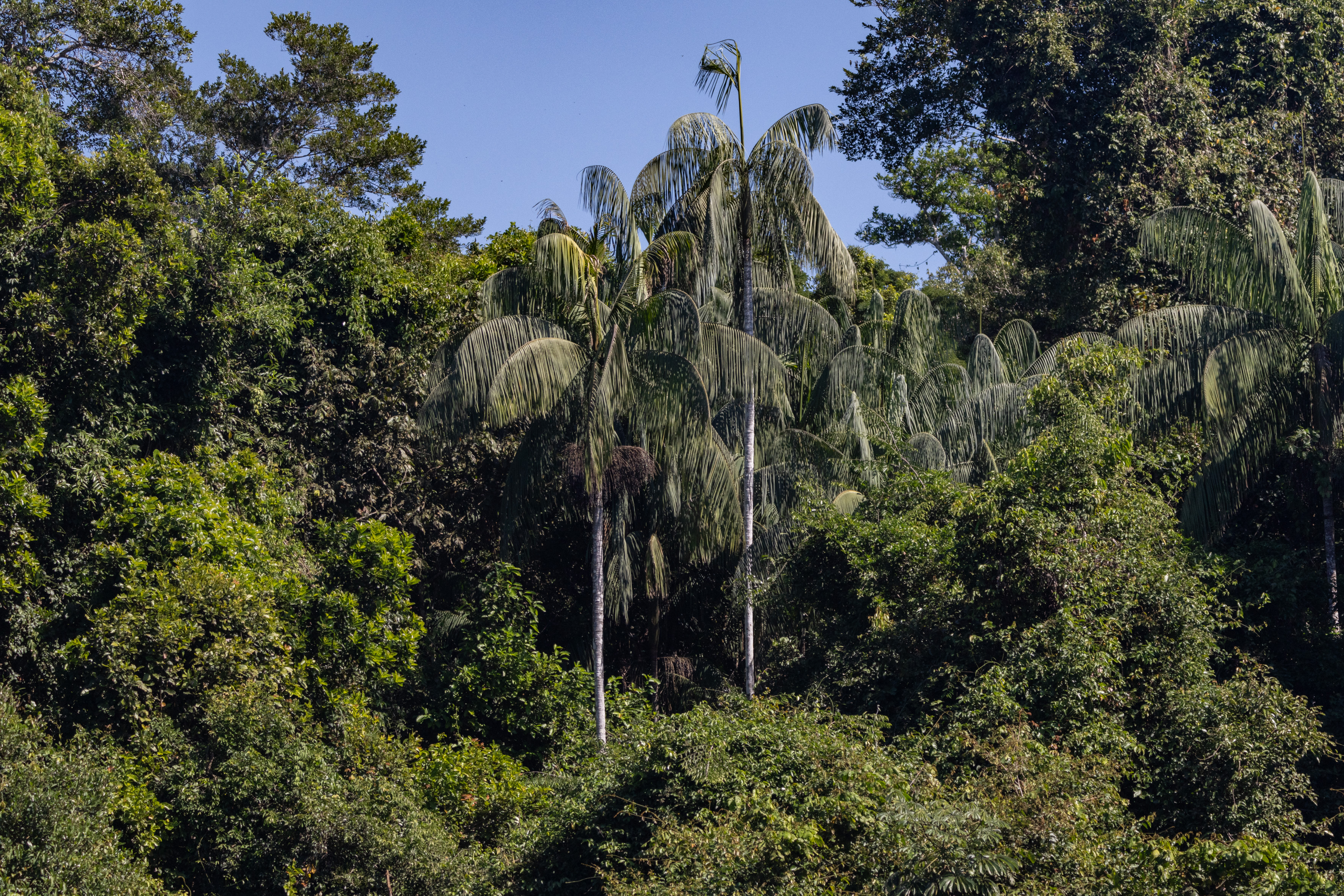 Palmeras de Euterpe precatoria © FAN/Andrés Unterladstaette