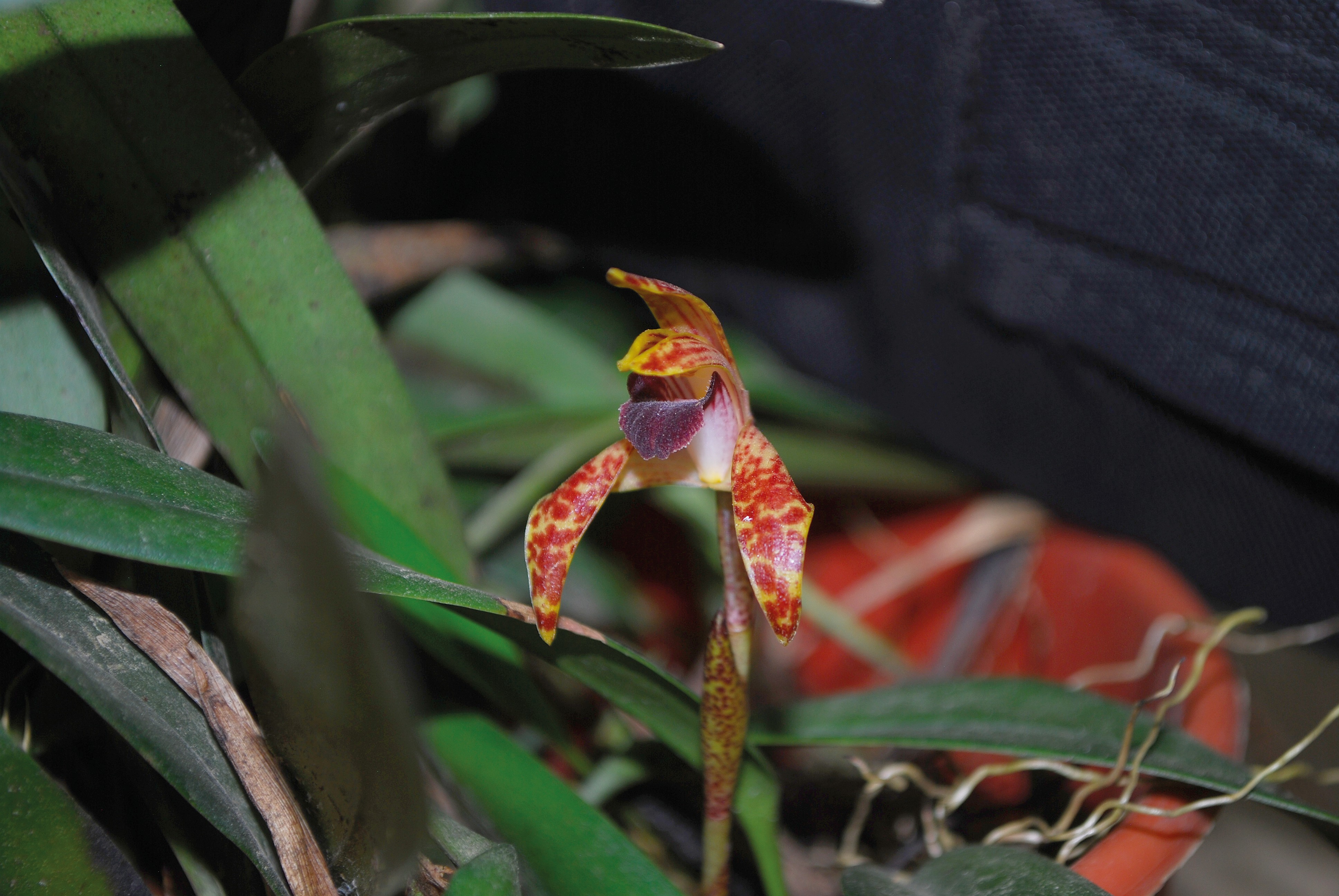 Maxillaria gorbatschowii © Margoth Atahuachi