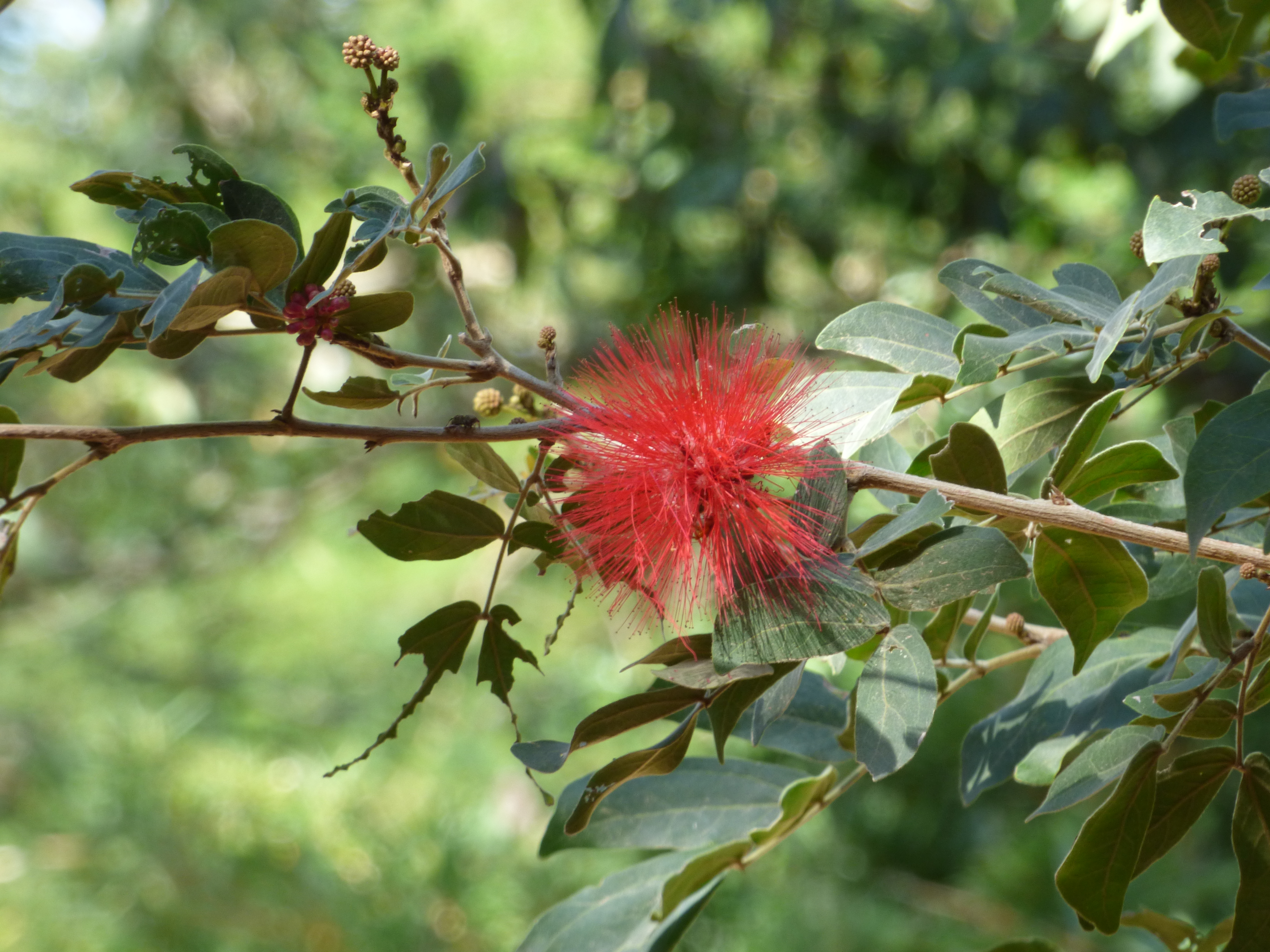 Calliandra haematocephala © Alejandro Angulo