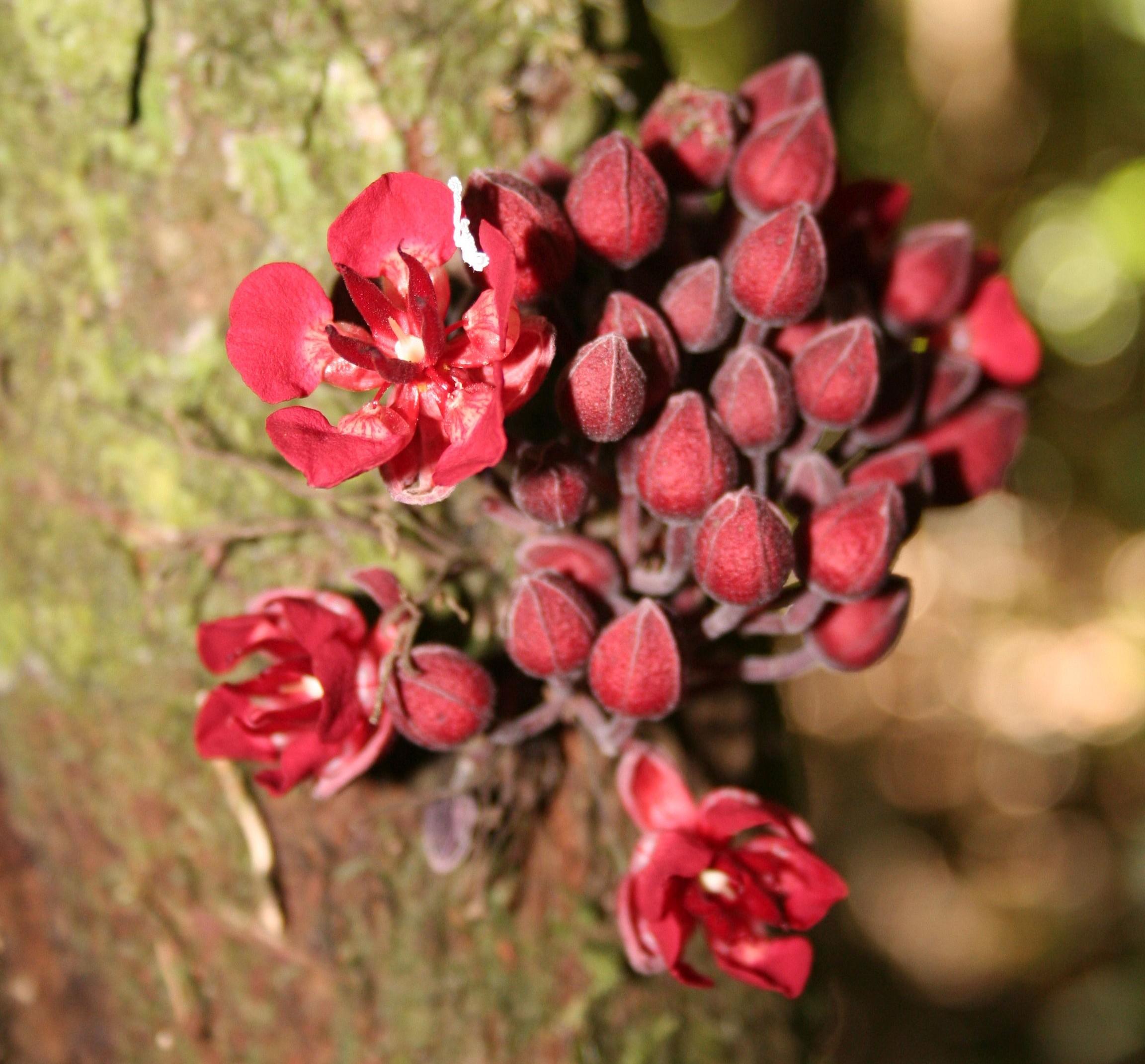 Flores de Theobroma speciosum © Trustees RBG Kew/William Milliken