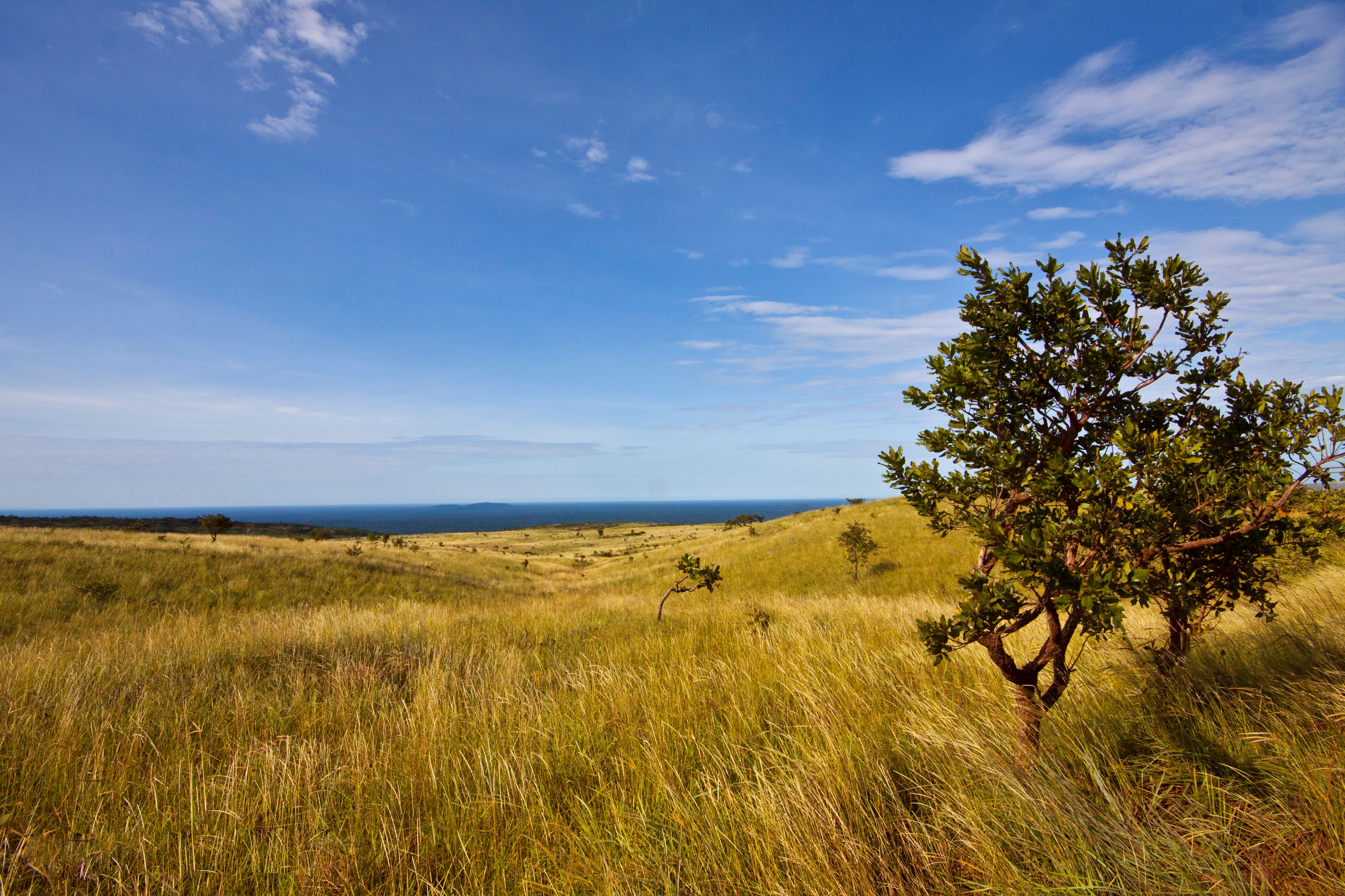 Campo limpo, serranía de San Simón © Alejandro de los Ríos