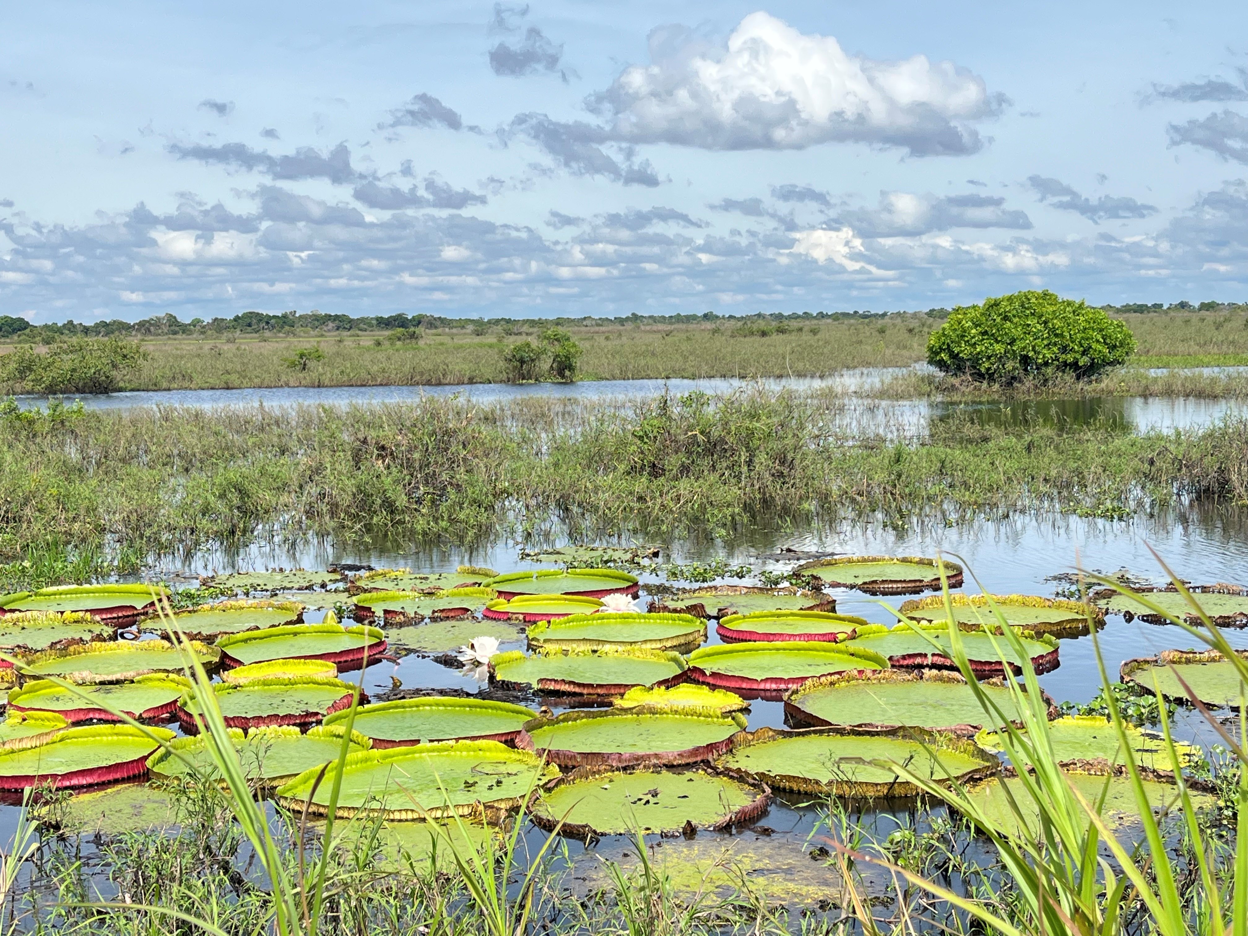 Zona de rebalse del río Tijamuchi con Victoria boliviana © Trustees RBG Kew/Maira Martinez