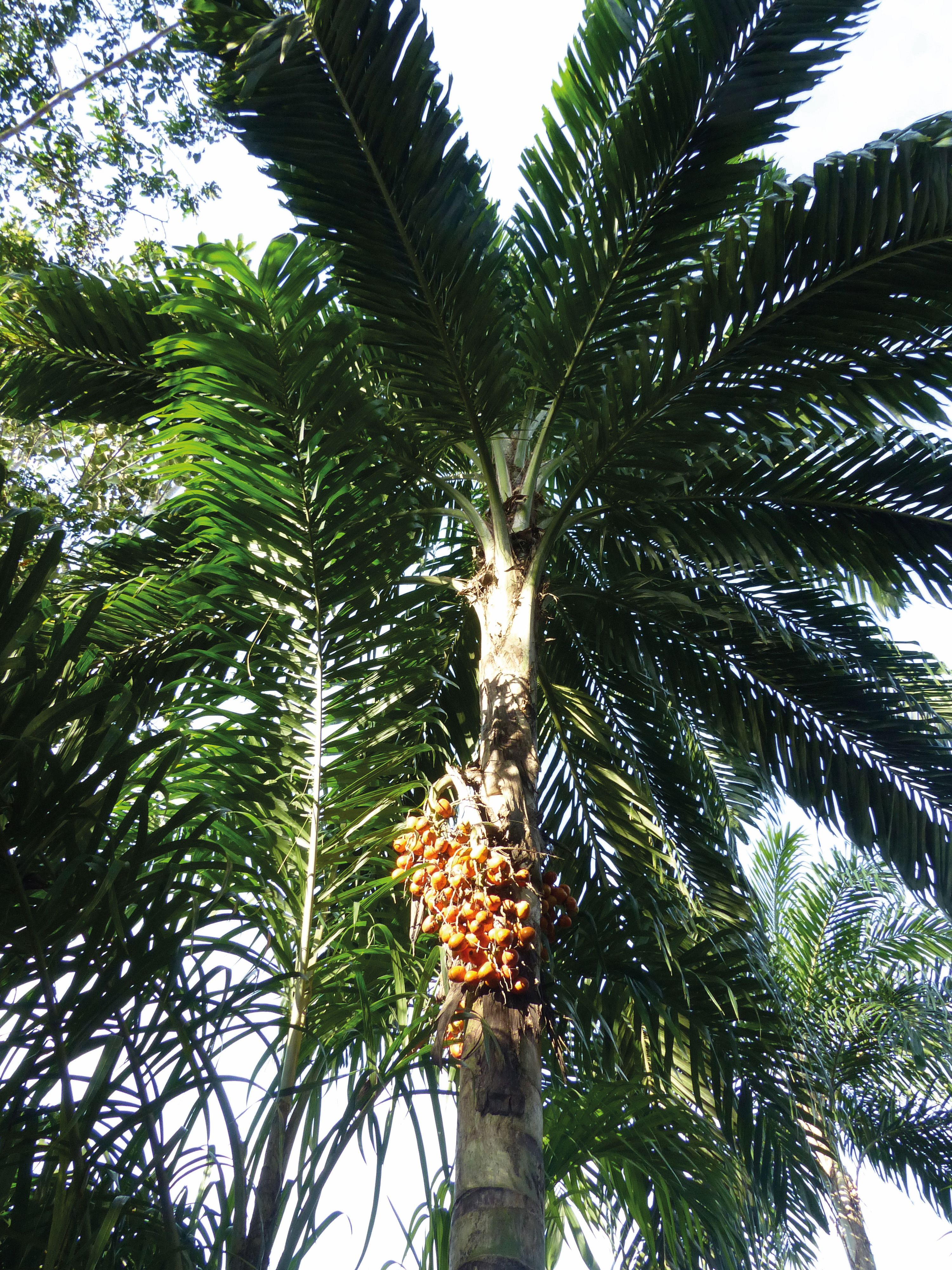 Bactris gasipaes © Trustees RBG Kew/William Milliken