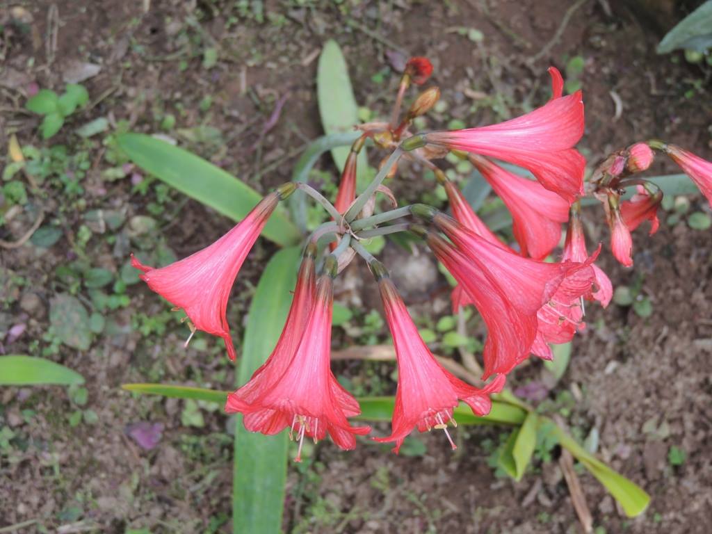 Hippeastrum incachacanum © Margoth Atahuach