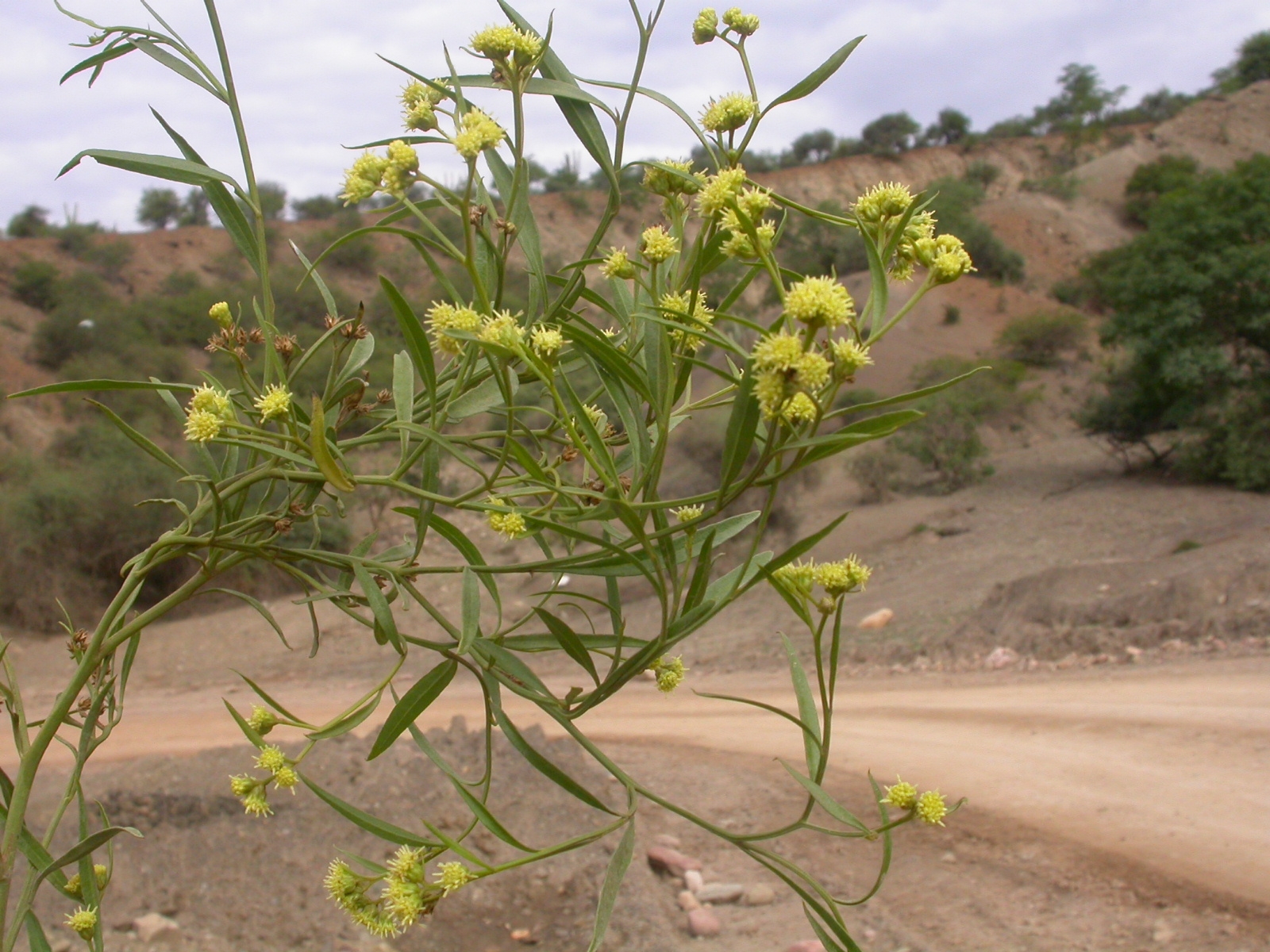 Baccharis woodii © Proyecto Iniciativa Darwin (11-010)