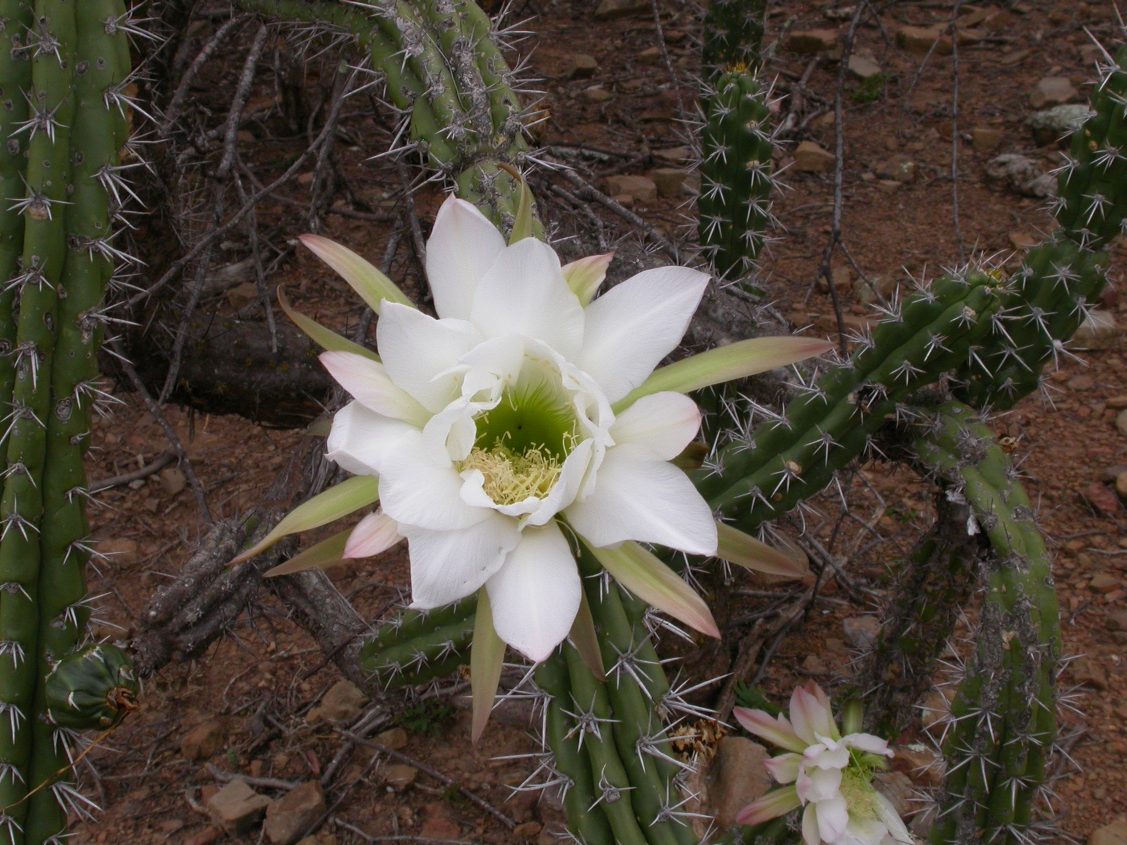 Harrisia tetracantha © Proyecto Iniciativa Darwin (11-010)