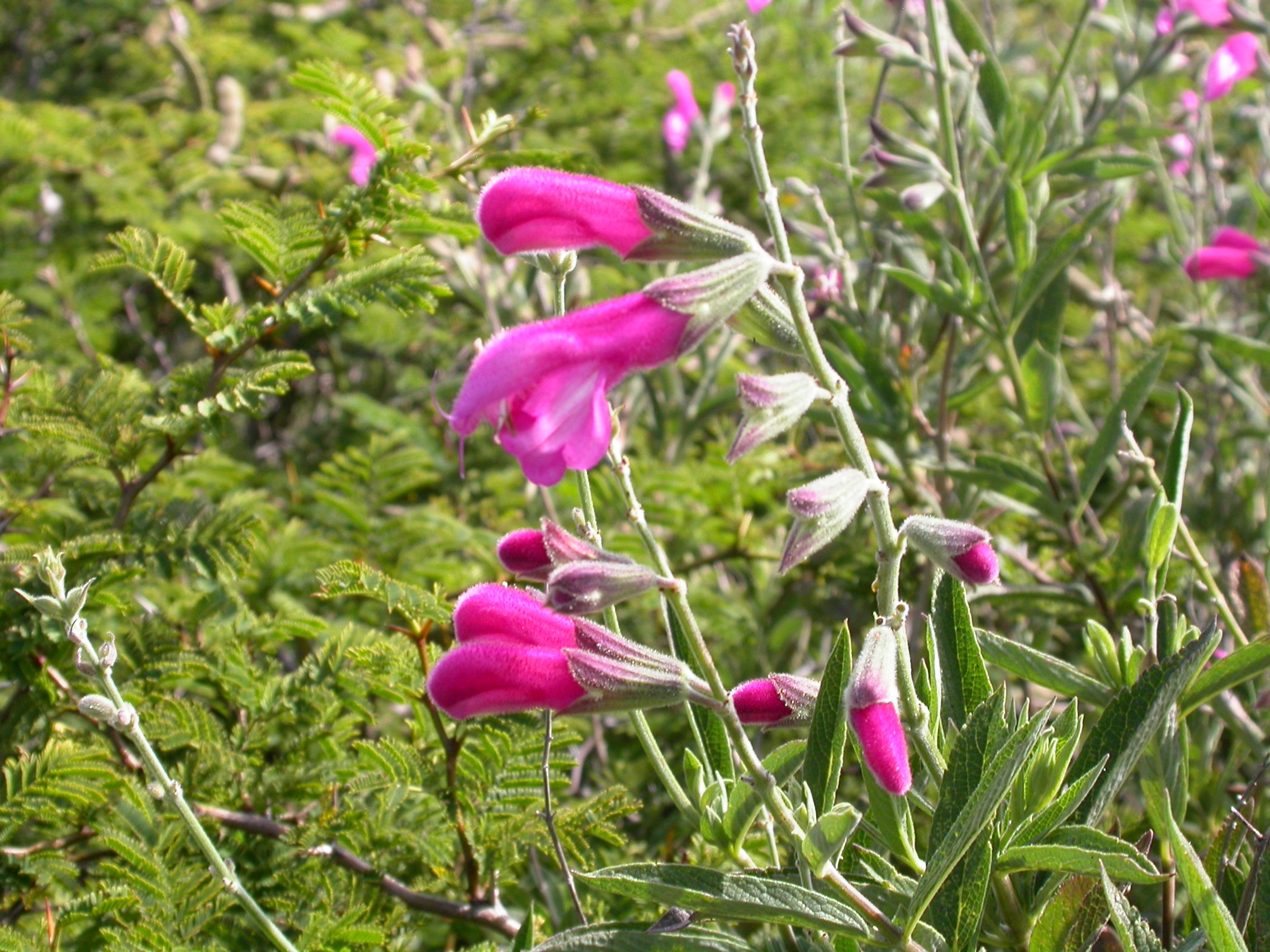 Salvia orbignaei © Proyecto Iniciativa Darwin (11-010)