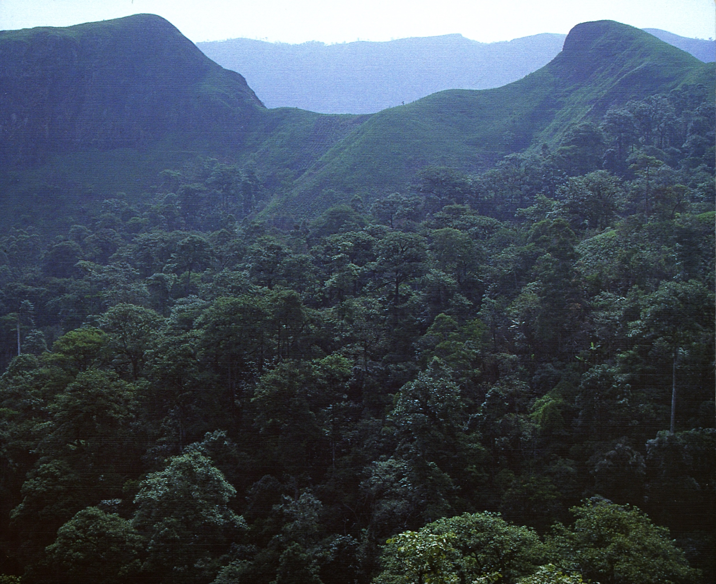 The Bamenda Highlands at Bali Ngemba Forest Reserve. Photograph by Dave Roberts, April 2004. © RBG, Kew.