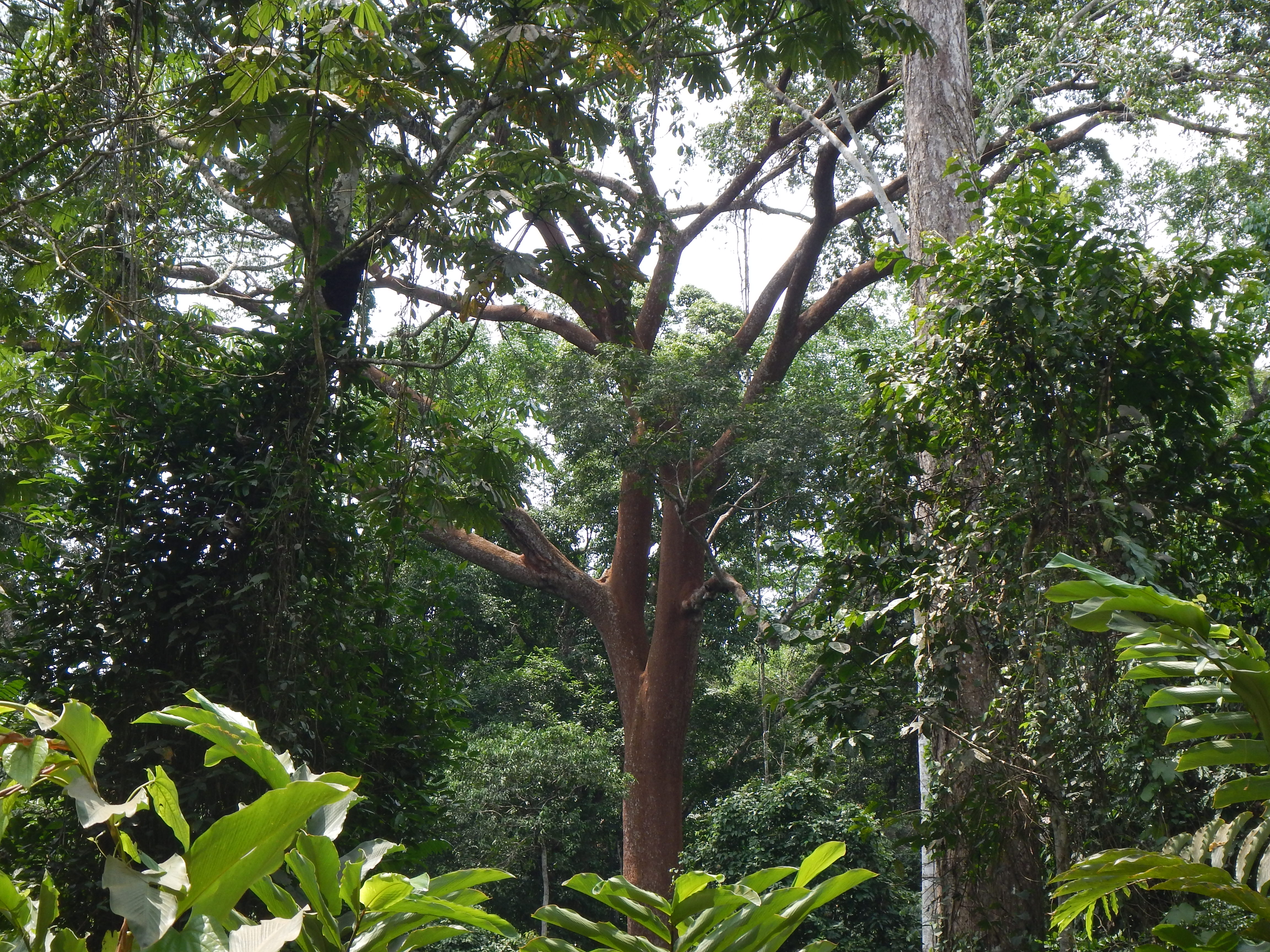 Bikini letestui, measured at 52 m in Campo Ma'an. Photograph Xander van der Burgt, 2016 © RBG, Kew.