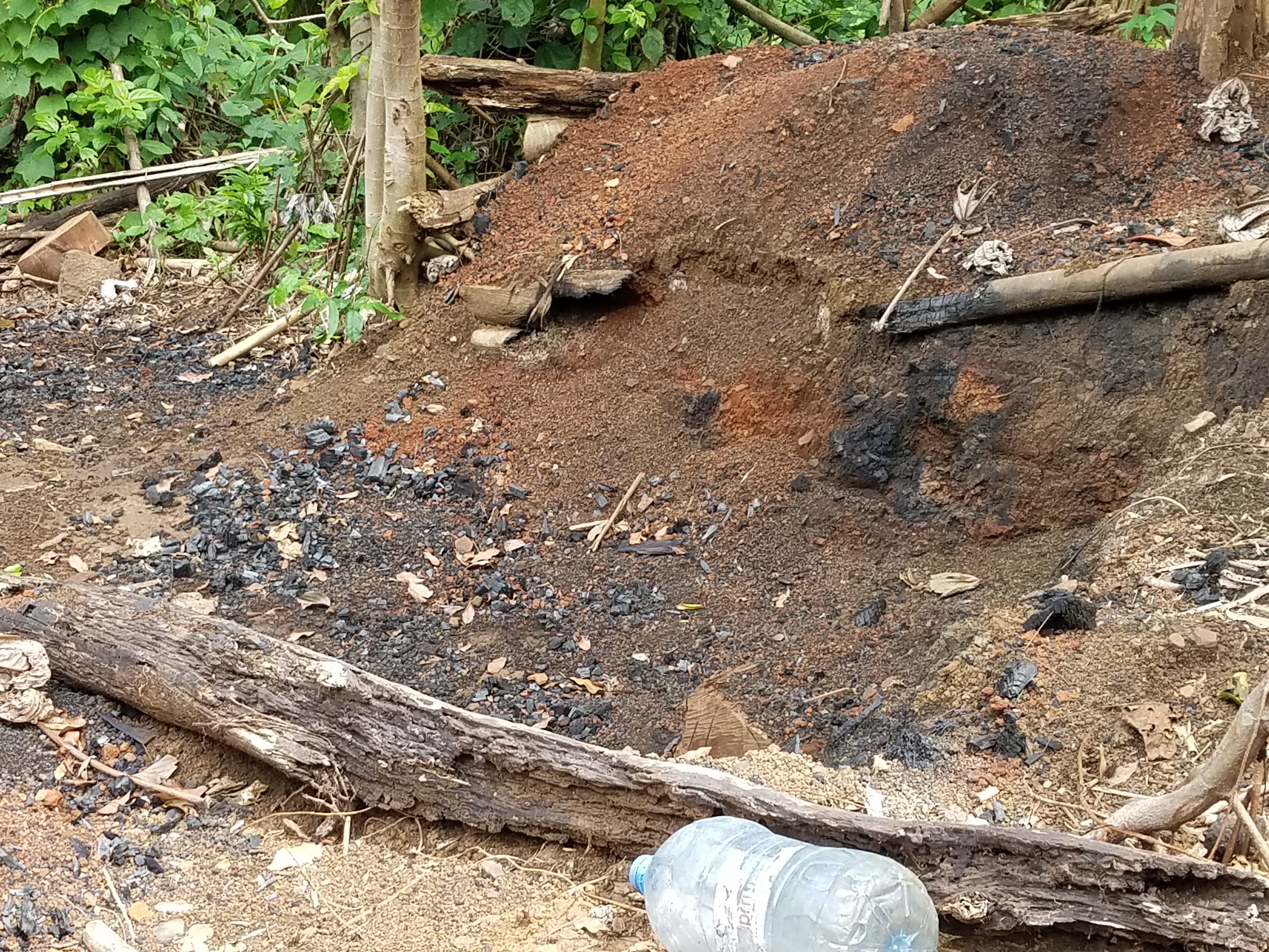 Charcoal production is a major threat to the forest at Bimbia. Photograph Elias Ndive, May 2021