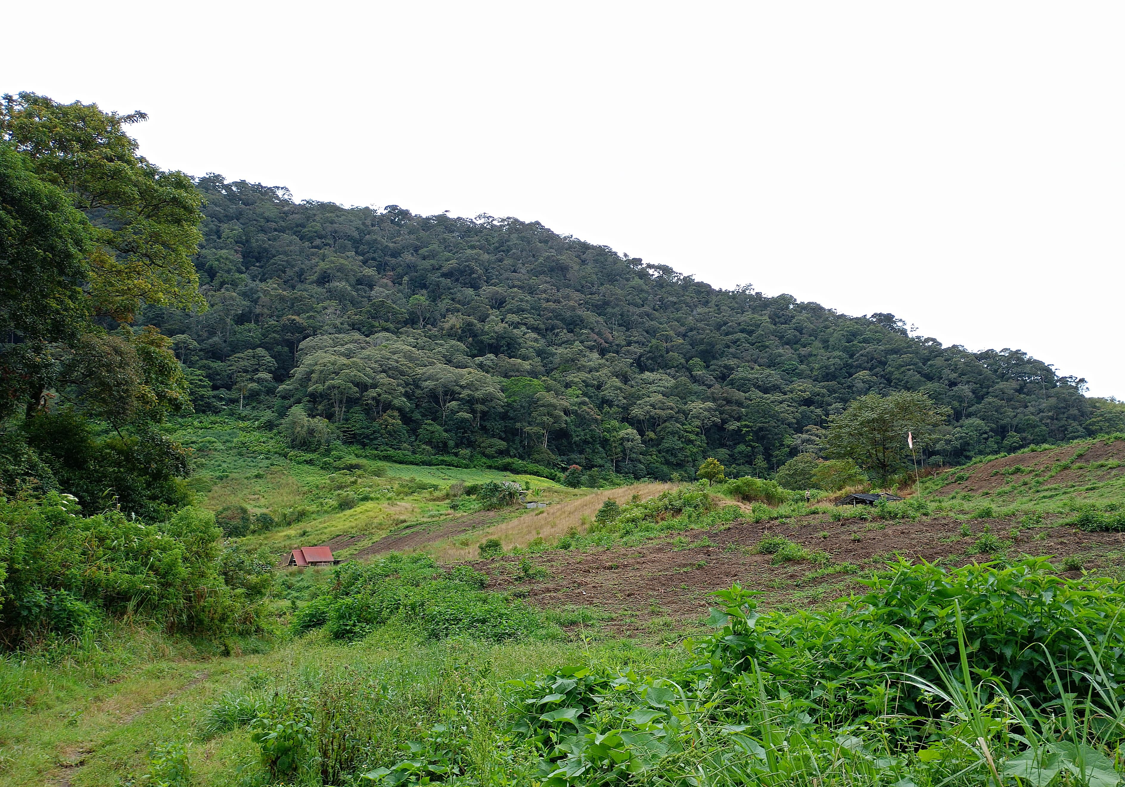 Forest and vegetable fields on Burni Bias and Pepyani (W.A. Mustaqim)