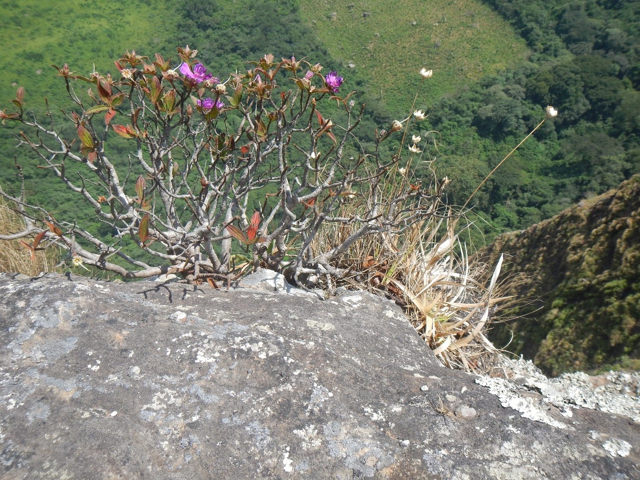 Cailliella praerupticola and Mesanthemum bennae (Photo: ©X. van der Burgt, RBG Kew)