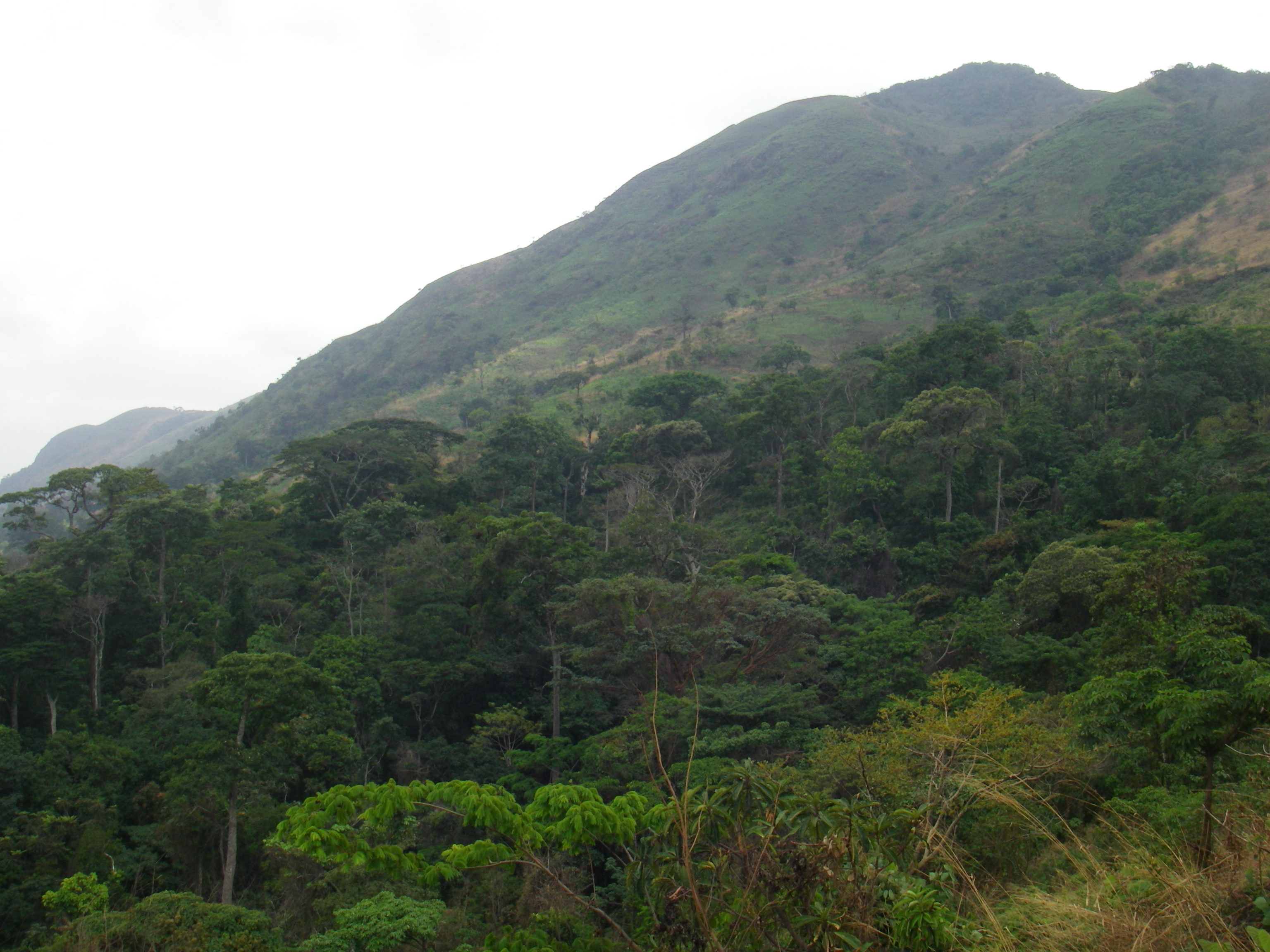 Submontane forest eastern side. Photo: Xander van der Burgt. 2008 ©RBG Kew