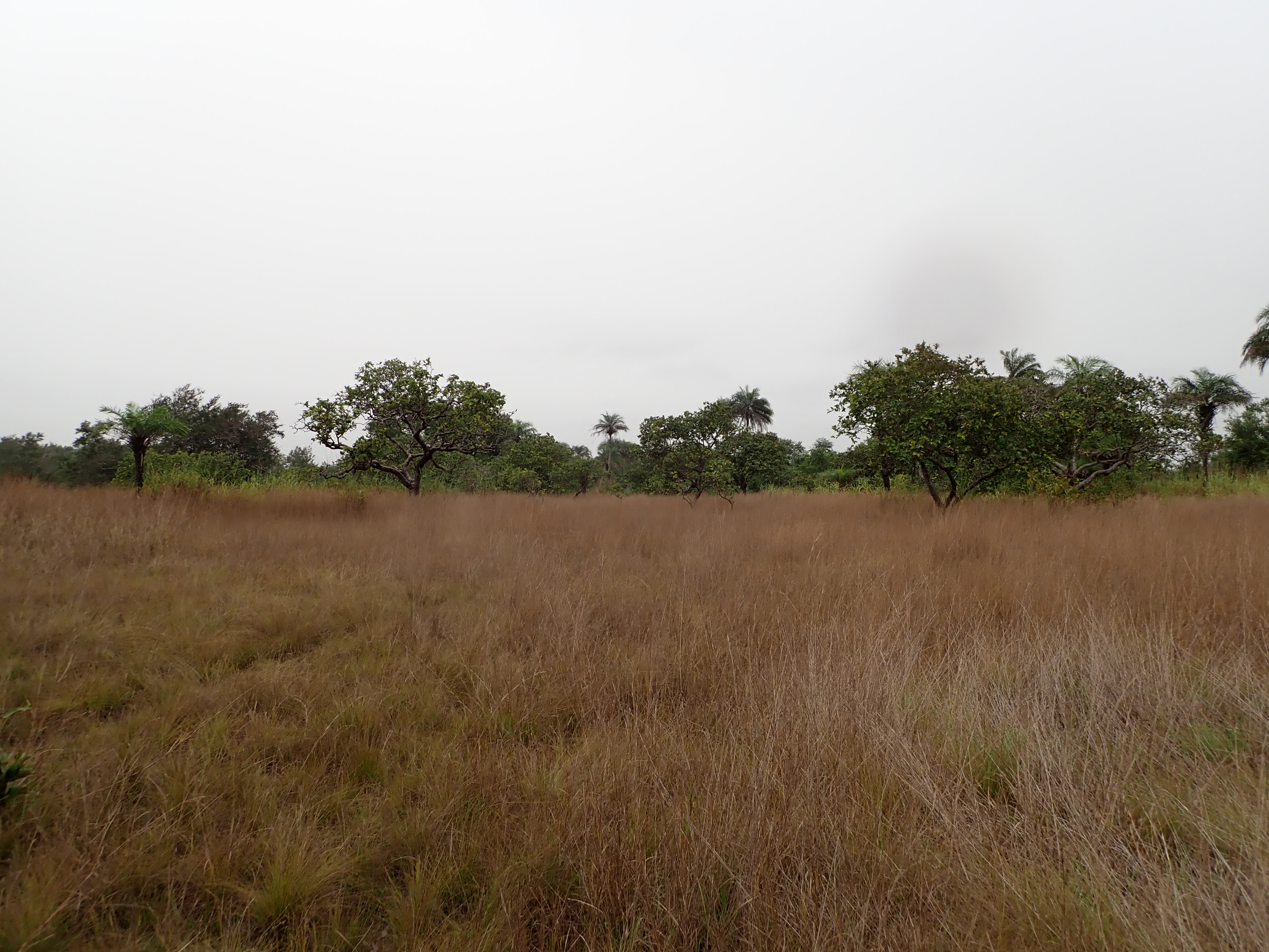 Coastal Park Savanna near Sulima (Photo credit: X. van der Burgt, 2025)