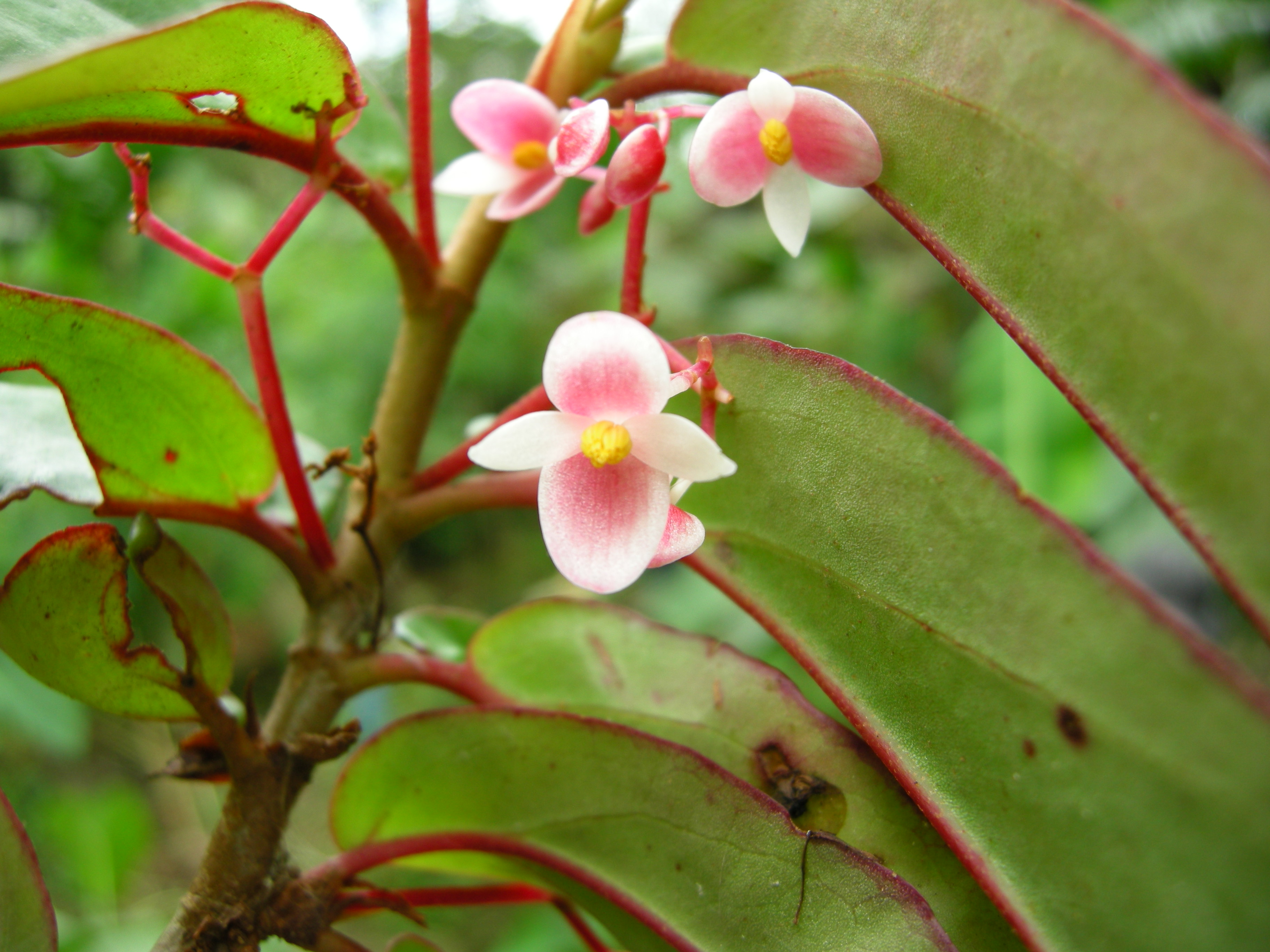 Begonia preussii (VU), one of the threatened species recorded at the site. Photograph G.Gosline, June 2007, © RBG, Kew.