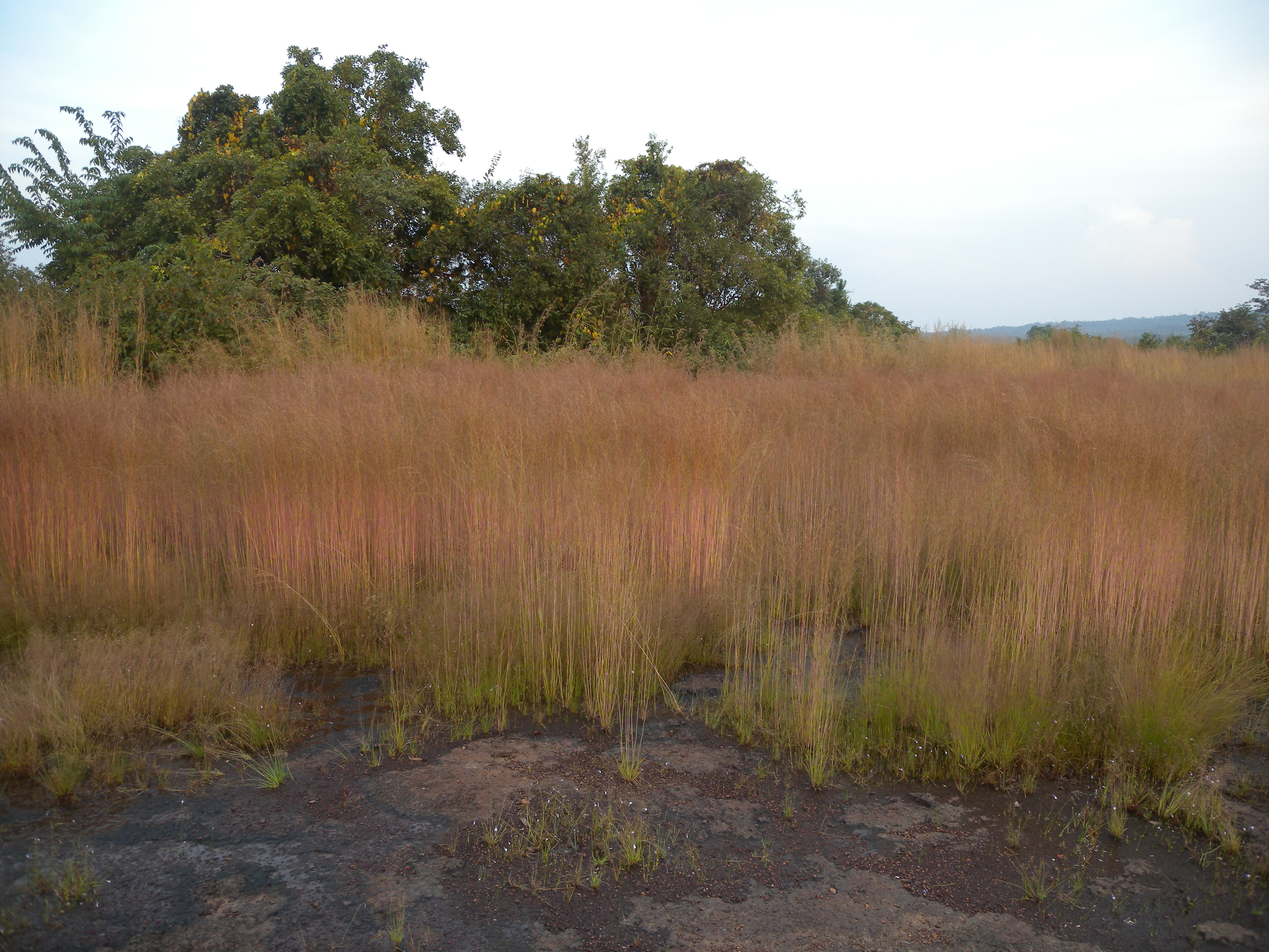 Ephemeral flush vegetation, November 2012 (Photo: ©M.-H. Weech, RBG Kew)