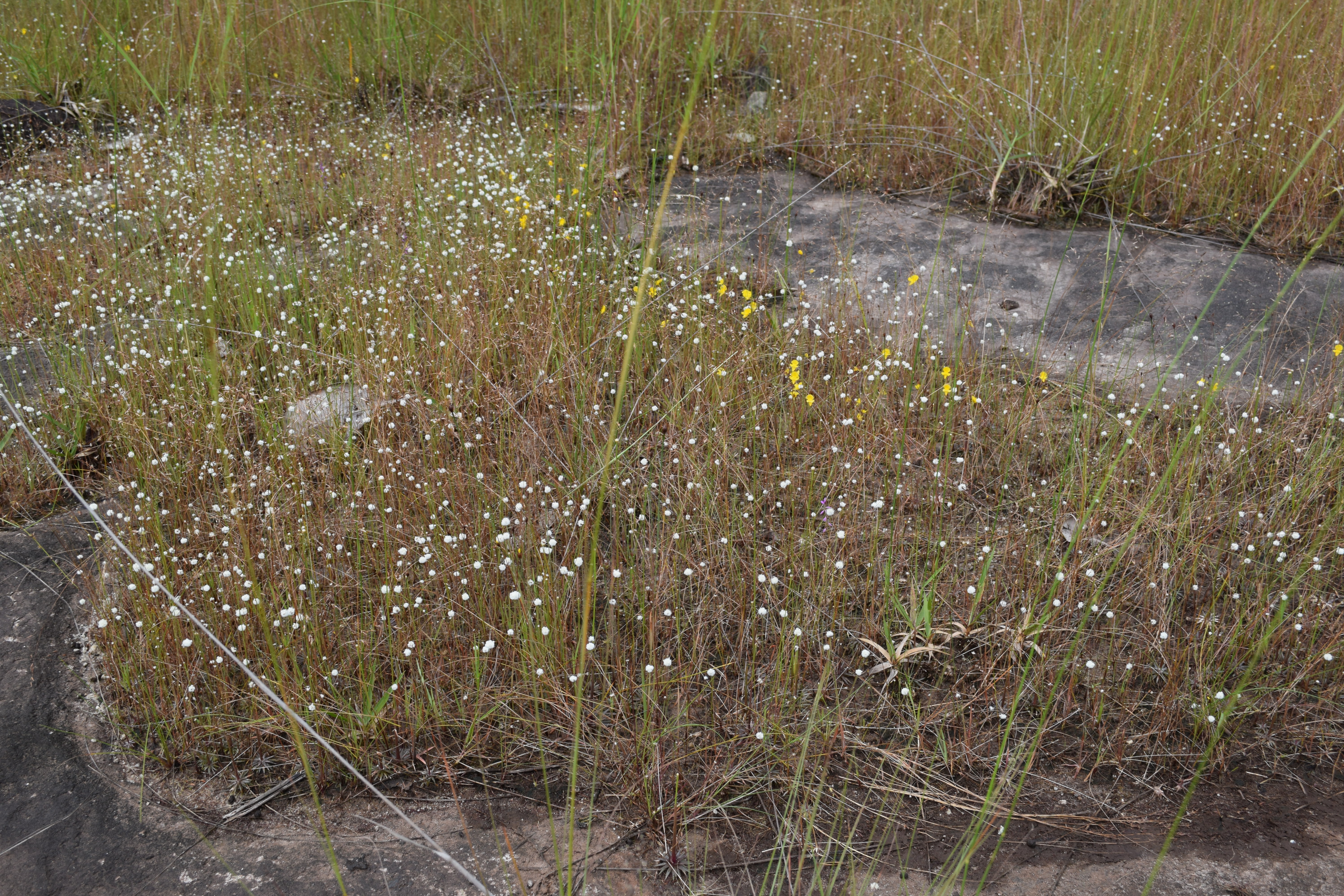 Species assemblage in wet flush vegetation, Grandes Chutes, October 2016 (Photo: ©I. Larridon, RBG Kew)