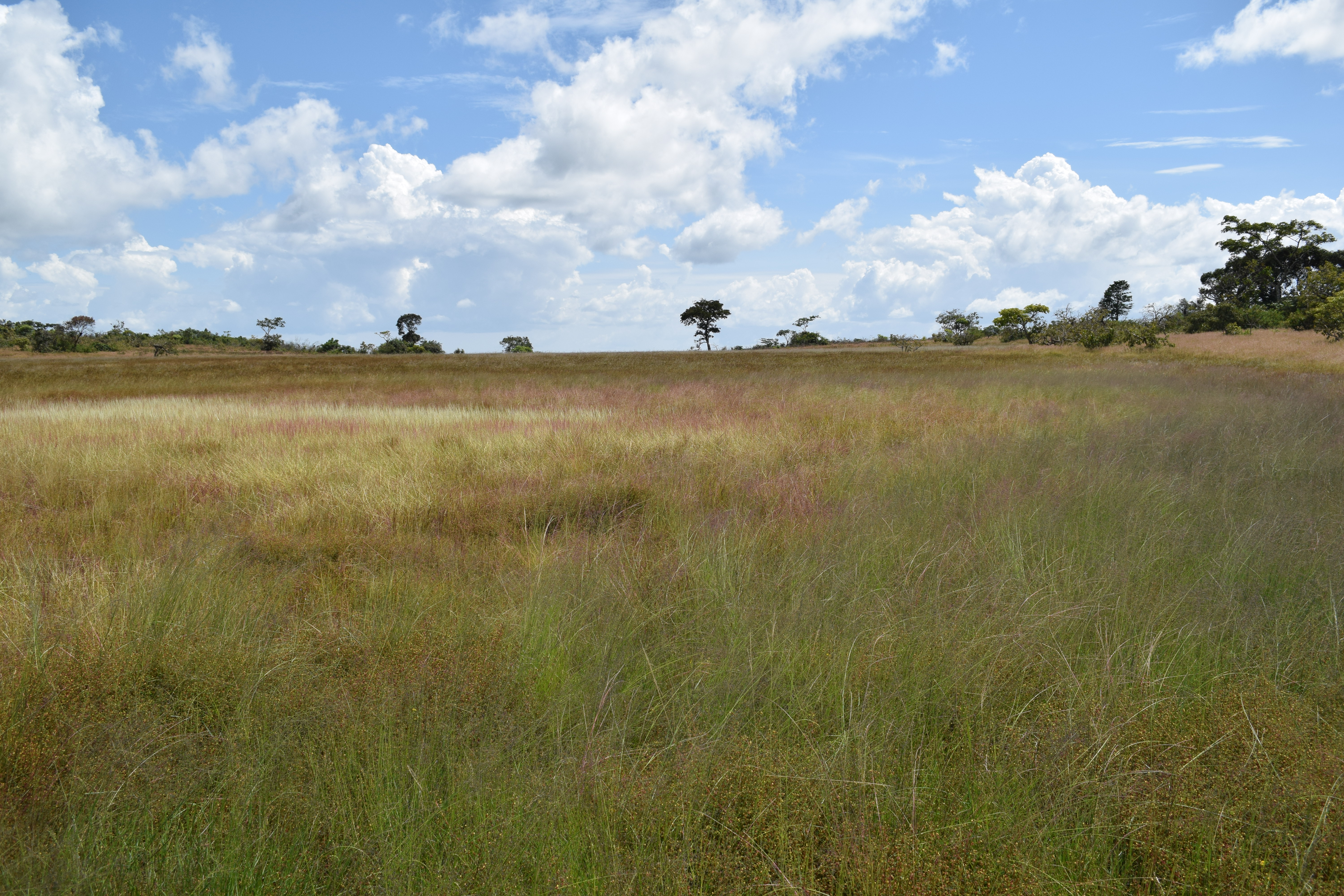 Seasonal grassland swamp