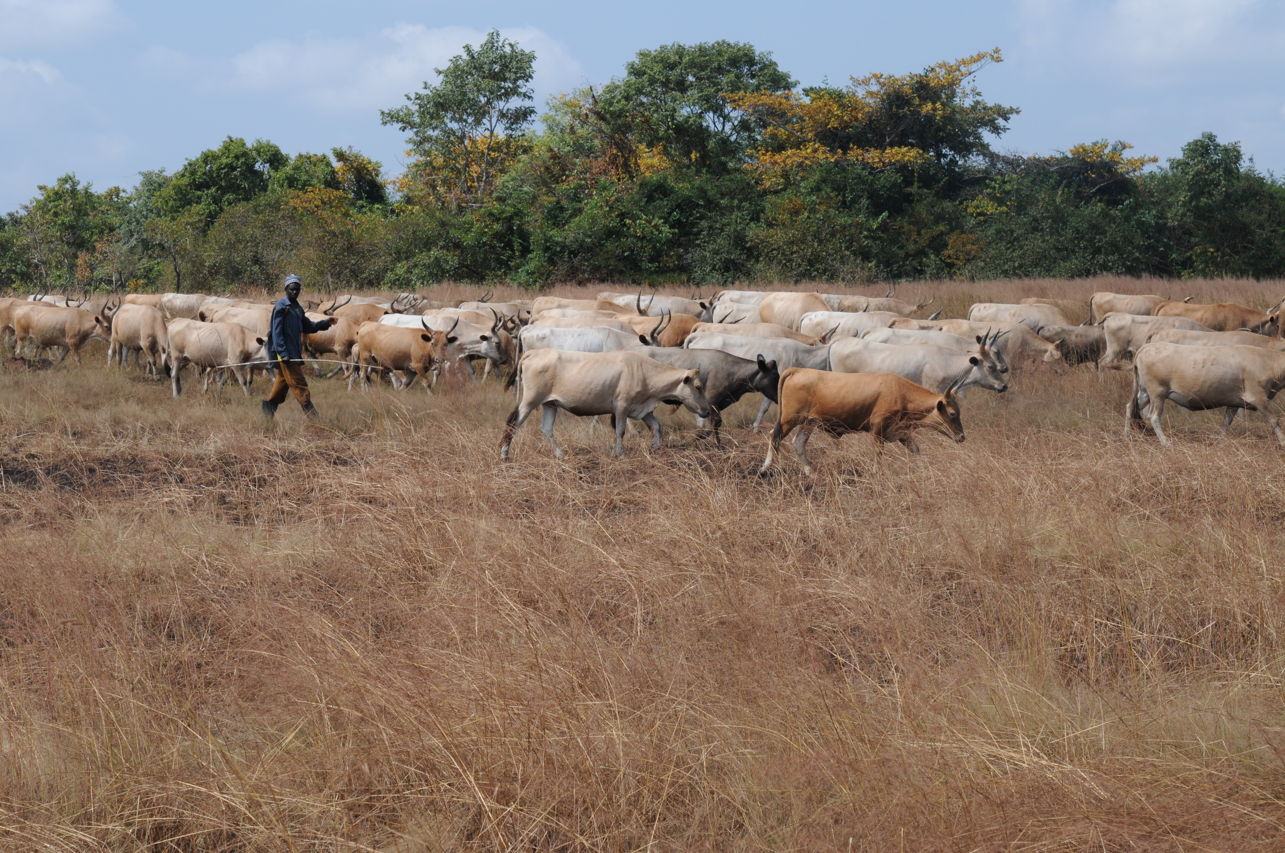 Cattle herders on the Simbaraya bowal, November 2012 (Photo: ©M. Cheek, RBG Kew)