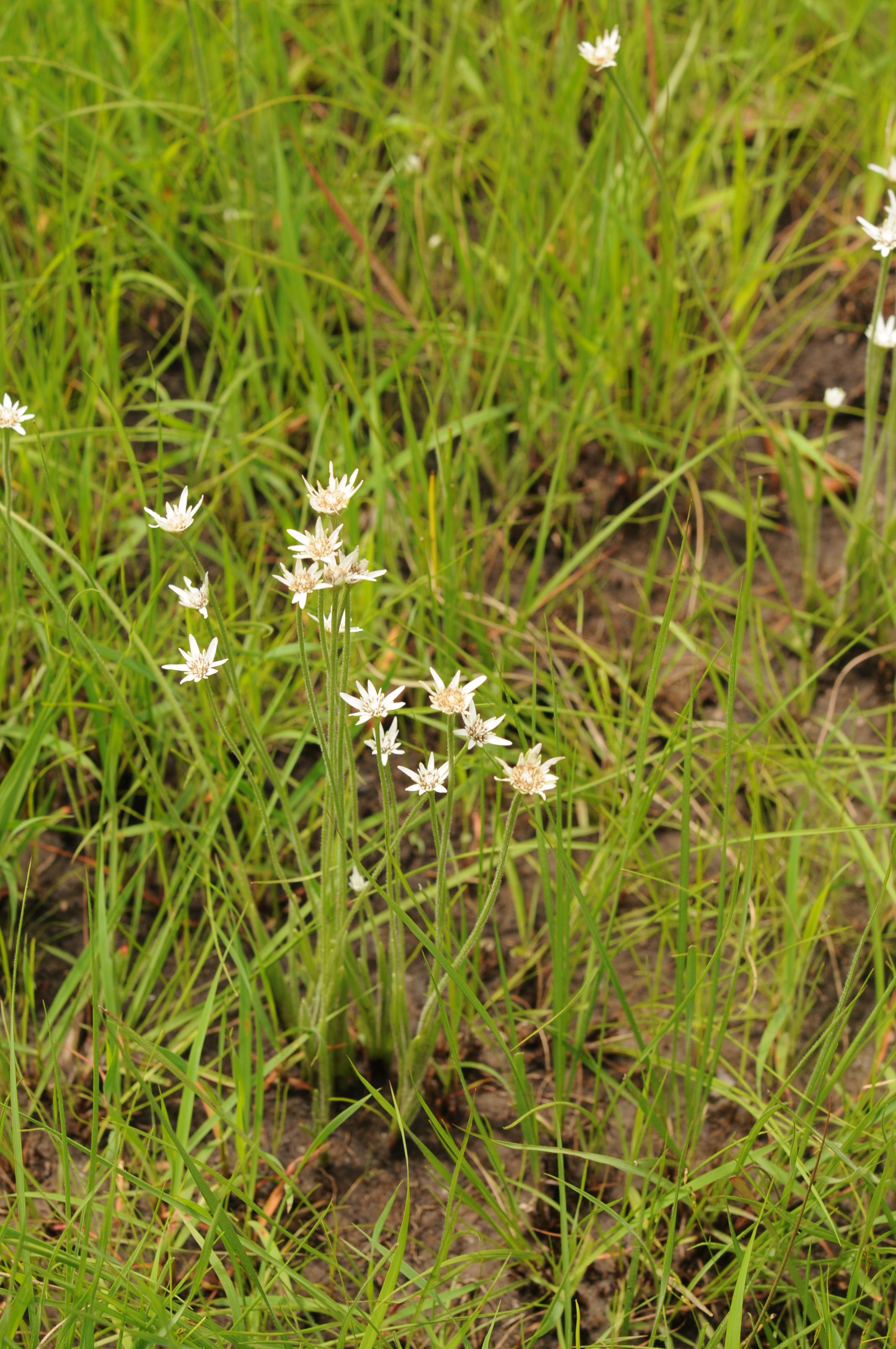 Mesanthemum tuberosum Lecomte Photo : M. Cheek ©RBG Kew