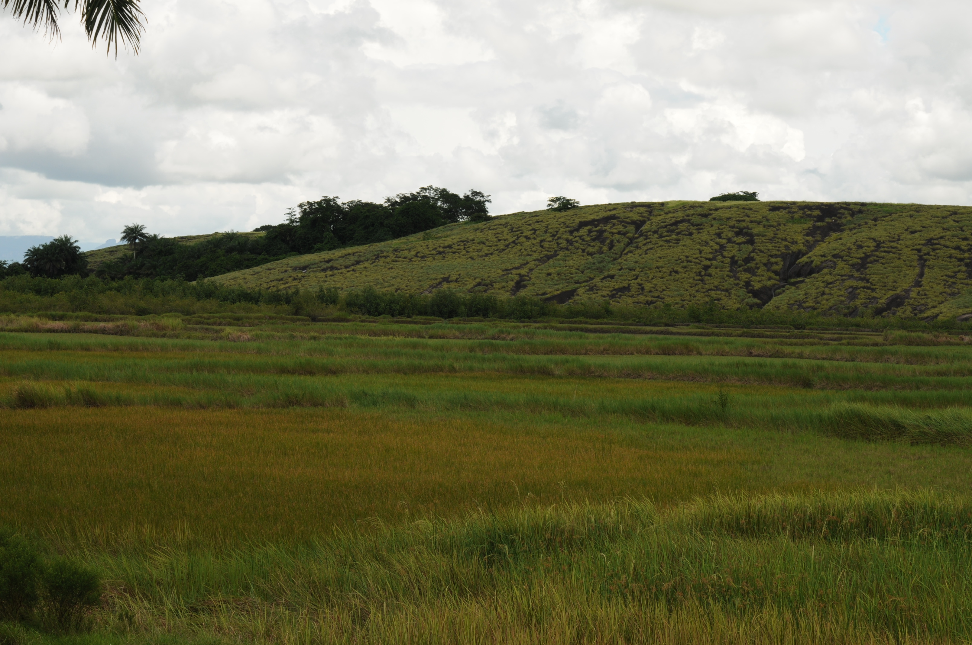 View of Moofanyi Masculin from approach road. October 2013. Photo : M.Cheek © RBG Kew