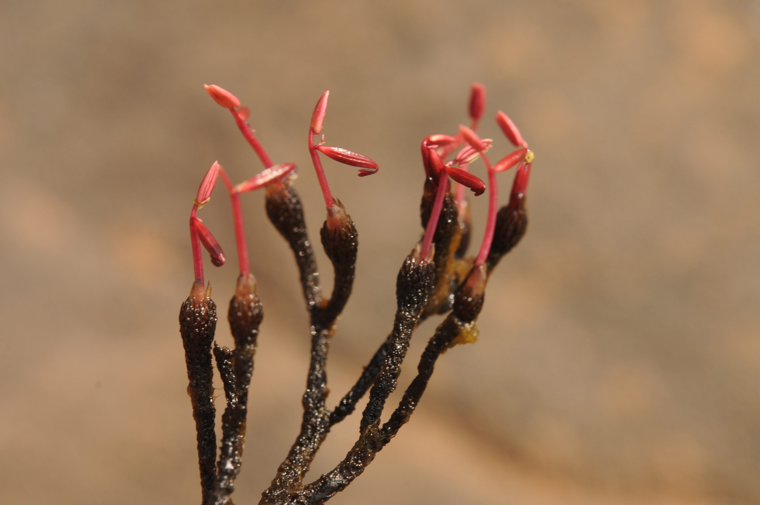 Inversodicraea abbayesii CR (PE) Jan 2018. Photo: M. Cheek ©RBG Kew