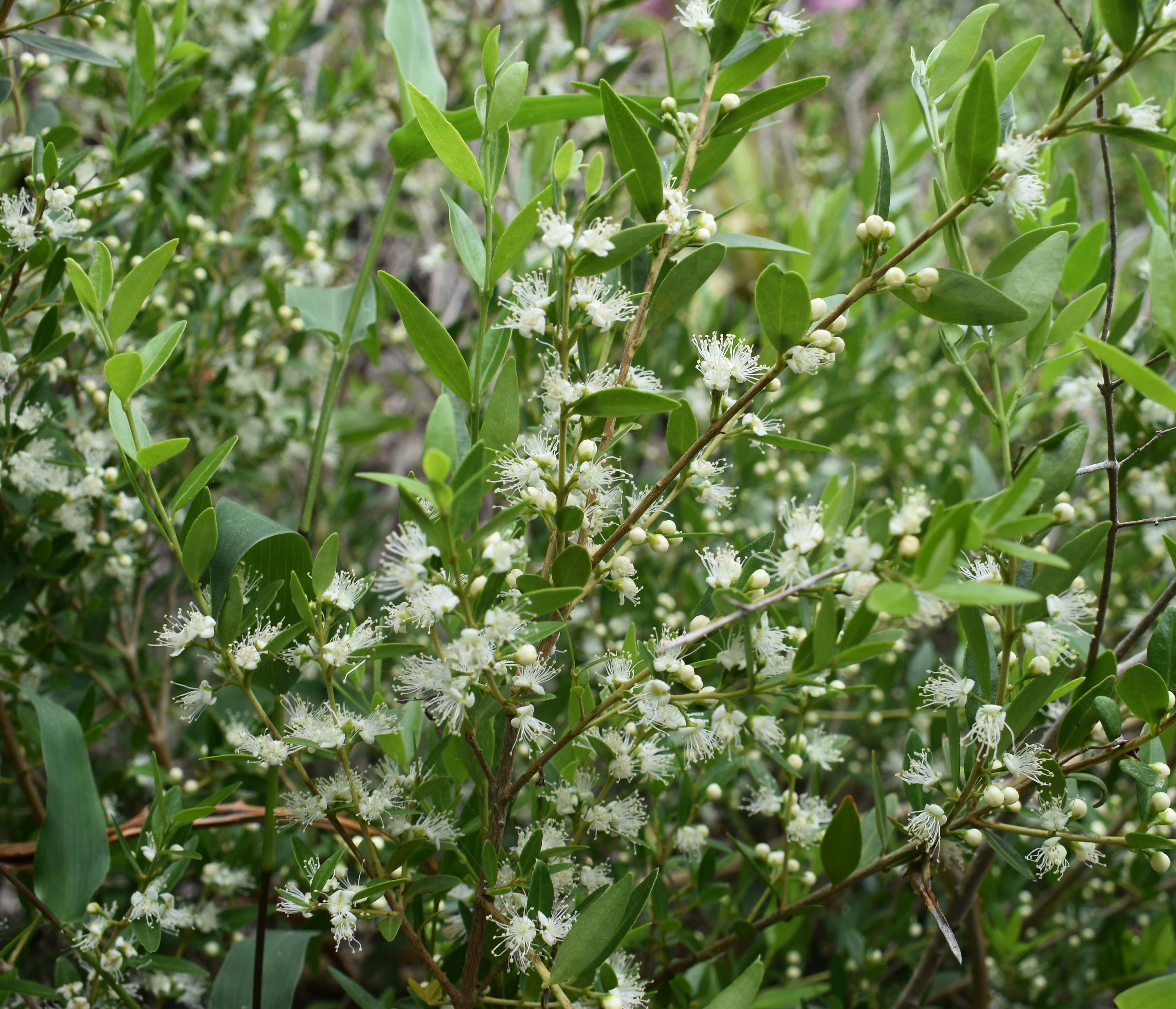 Eugenia lomeroensis, especie En Peligro, restringida a lajas (afloramiento rocoso)
©Maira Martinez Proyecto Iniciativa Darwin (26-024)