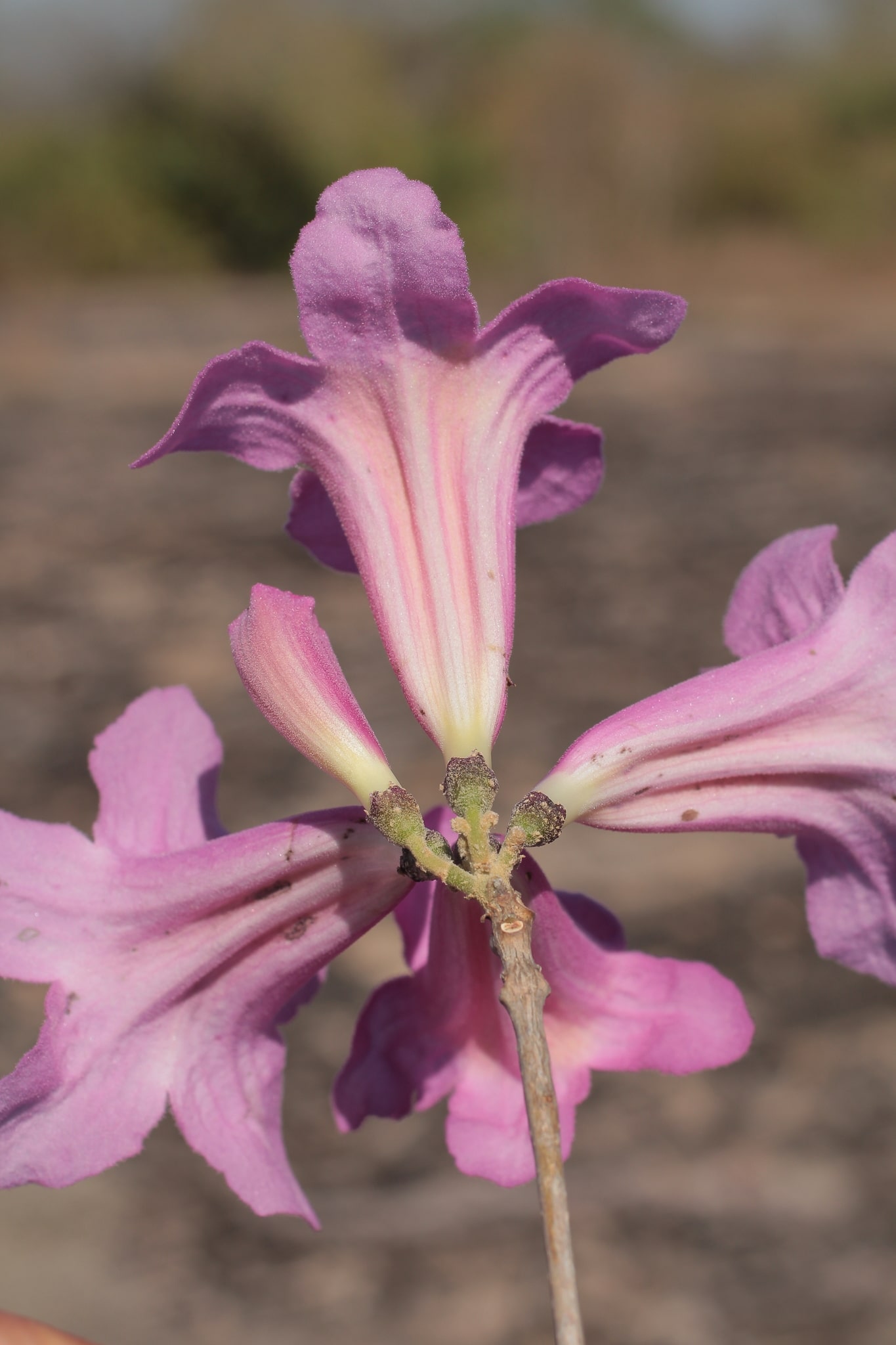 Handroanthus abayoy, especie recientemente descrita, forma parte de la riqueza botánica del sitio BOLTIPA006
©Germaine A. Parada.