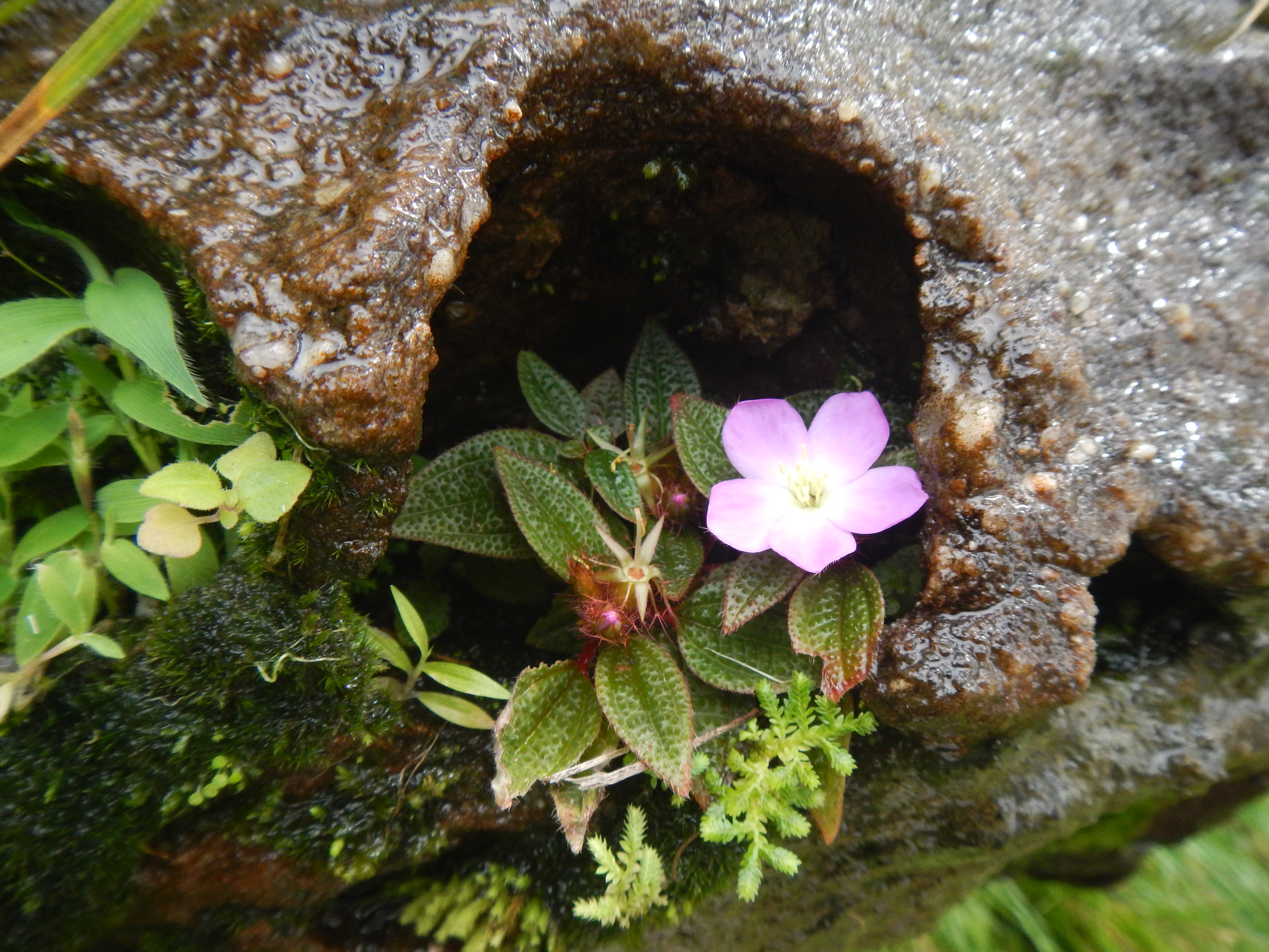 Heterotis pygmaea (A.Chev. & Jacq.-Fél.) Jacq.-Fél. © Xander van der Burgt